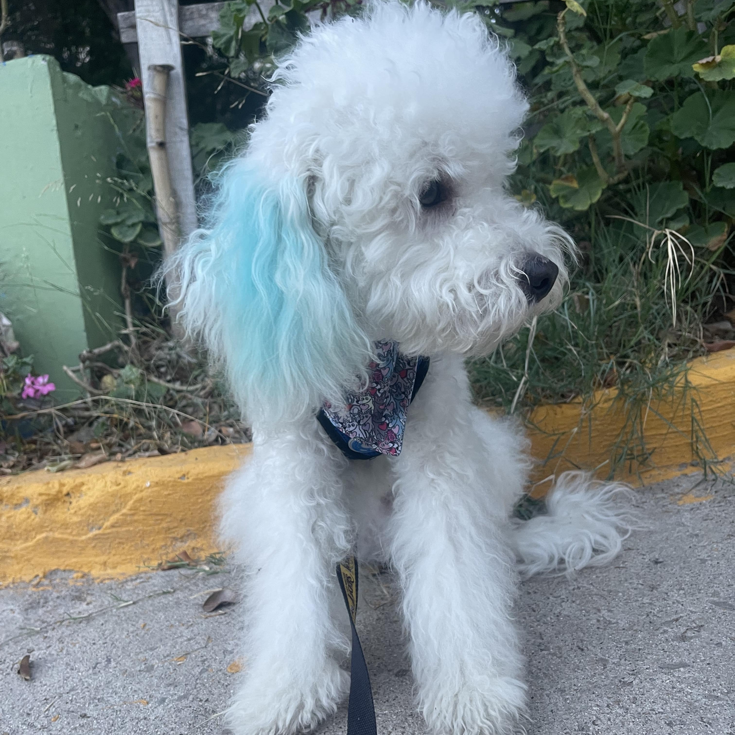 RAYO 7 months 12.5 pounds, an adoptable Cockapoo, Poodle in san diego, CA, 92101 | Photo Image 2