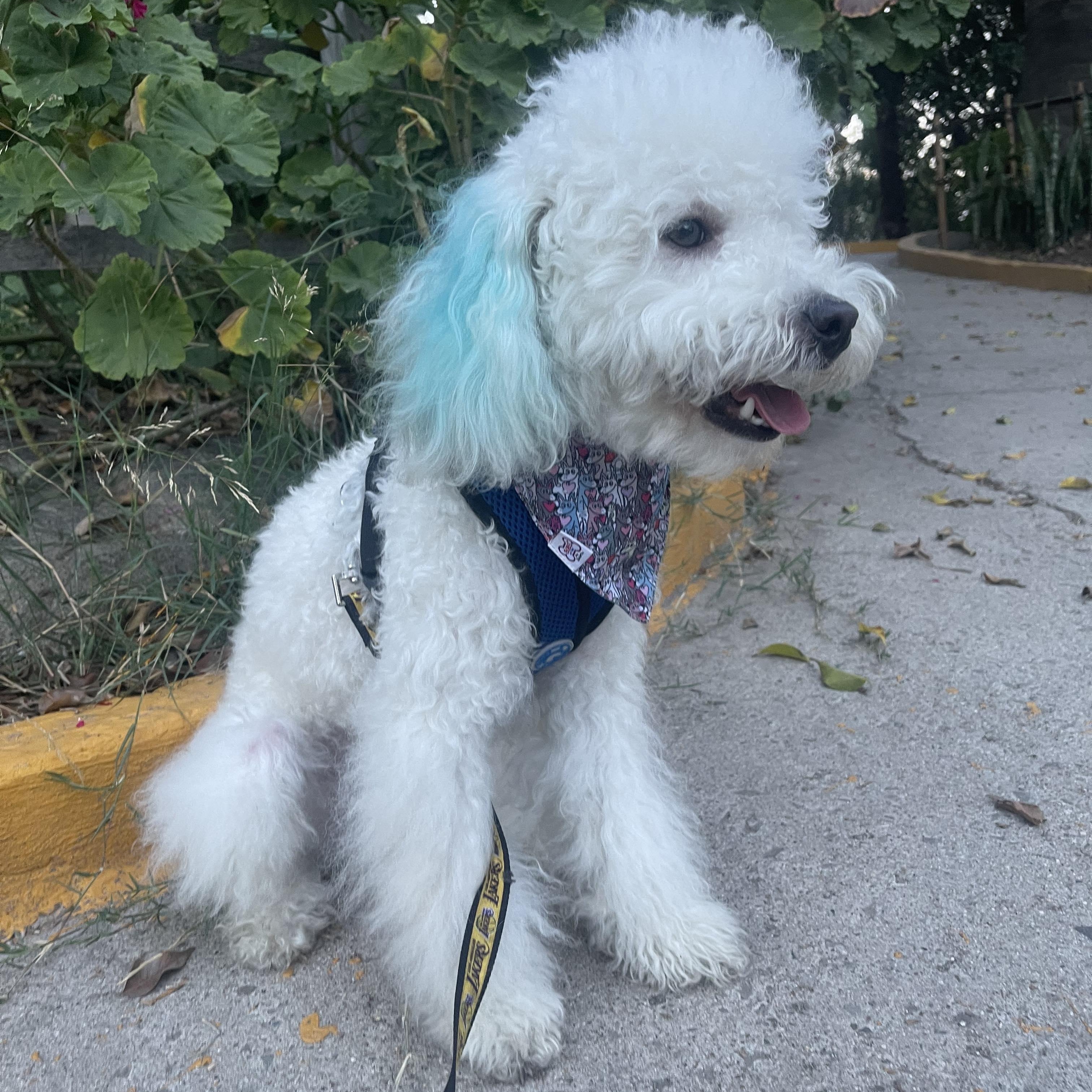 RAYO 7 months 12.5 pounds, an adoptable Cockapoo, Poodle in san diego, CA, 92101 | Photo Image 5