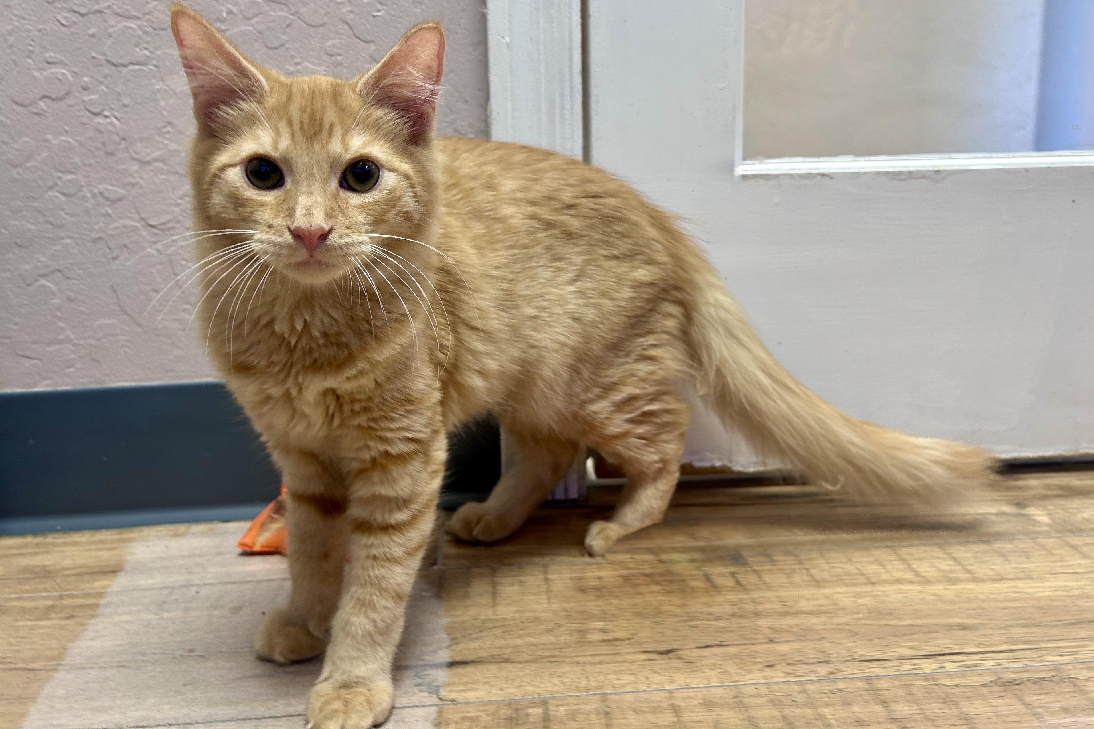 Mufasa II, an adopted Domestic Long Hair in Fountain Hills, AZ image 3/4