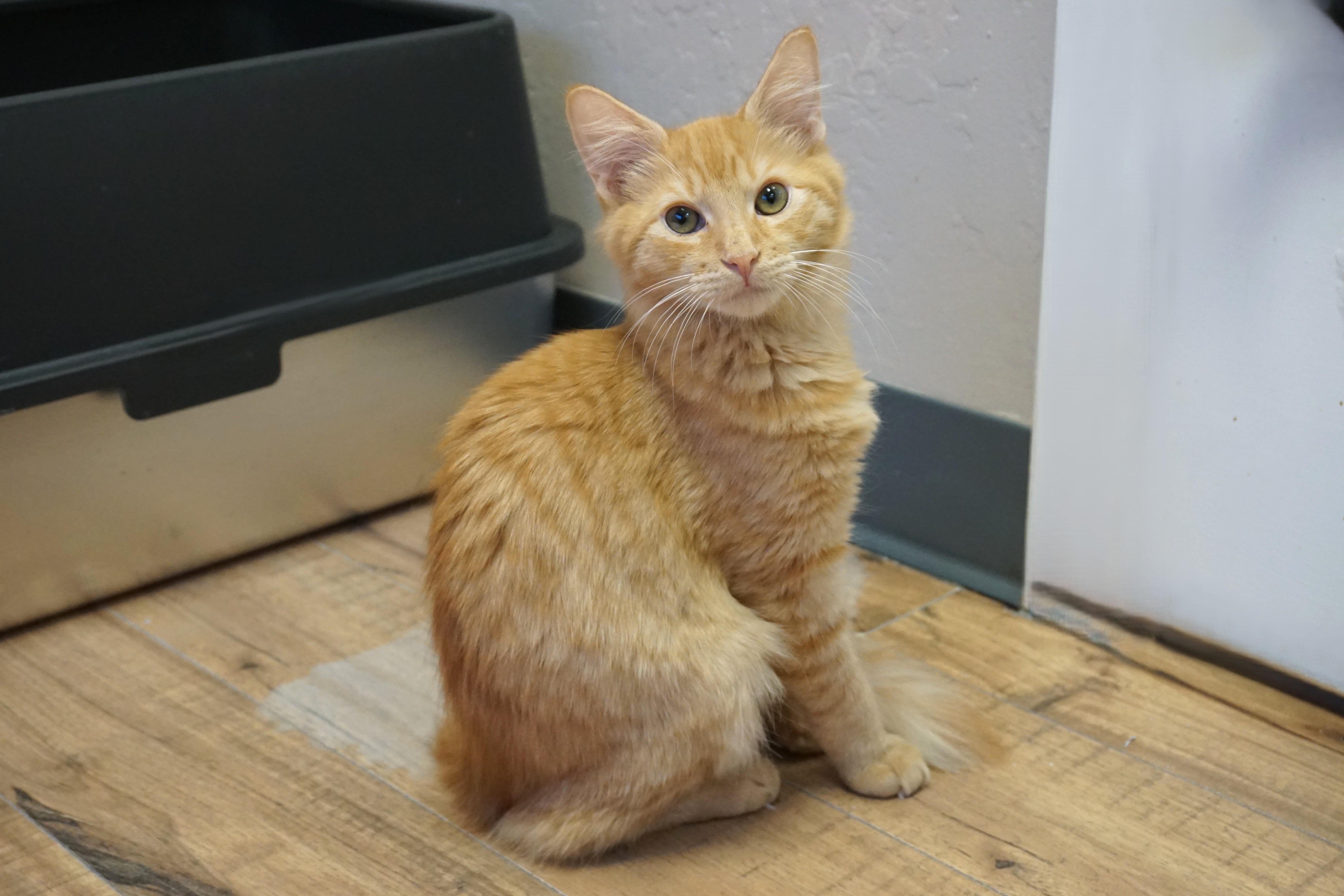 Mufasa II, adopted, Kitten Male Domestic Long Hair.