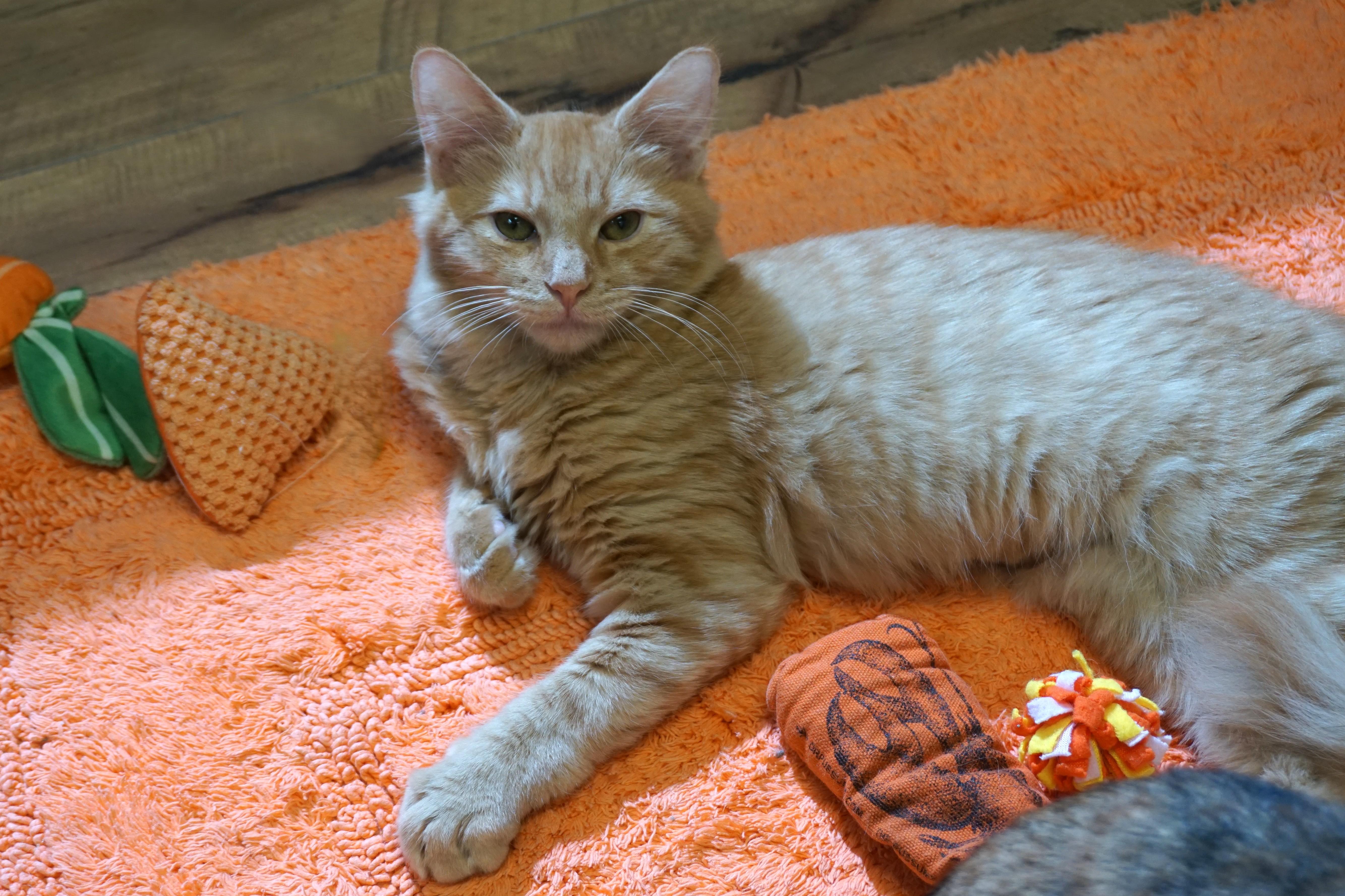 Mufasa II, an adopted Domestic Long Hair in Fountain Hills, AZ image 2/4