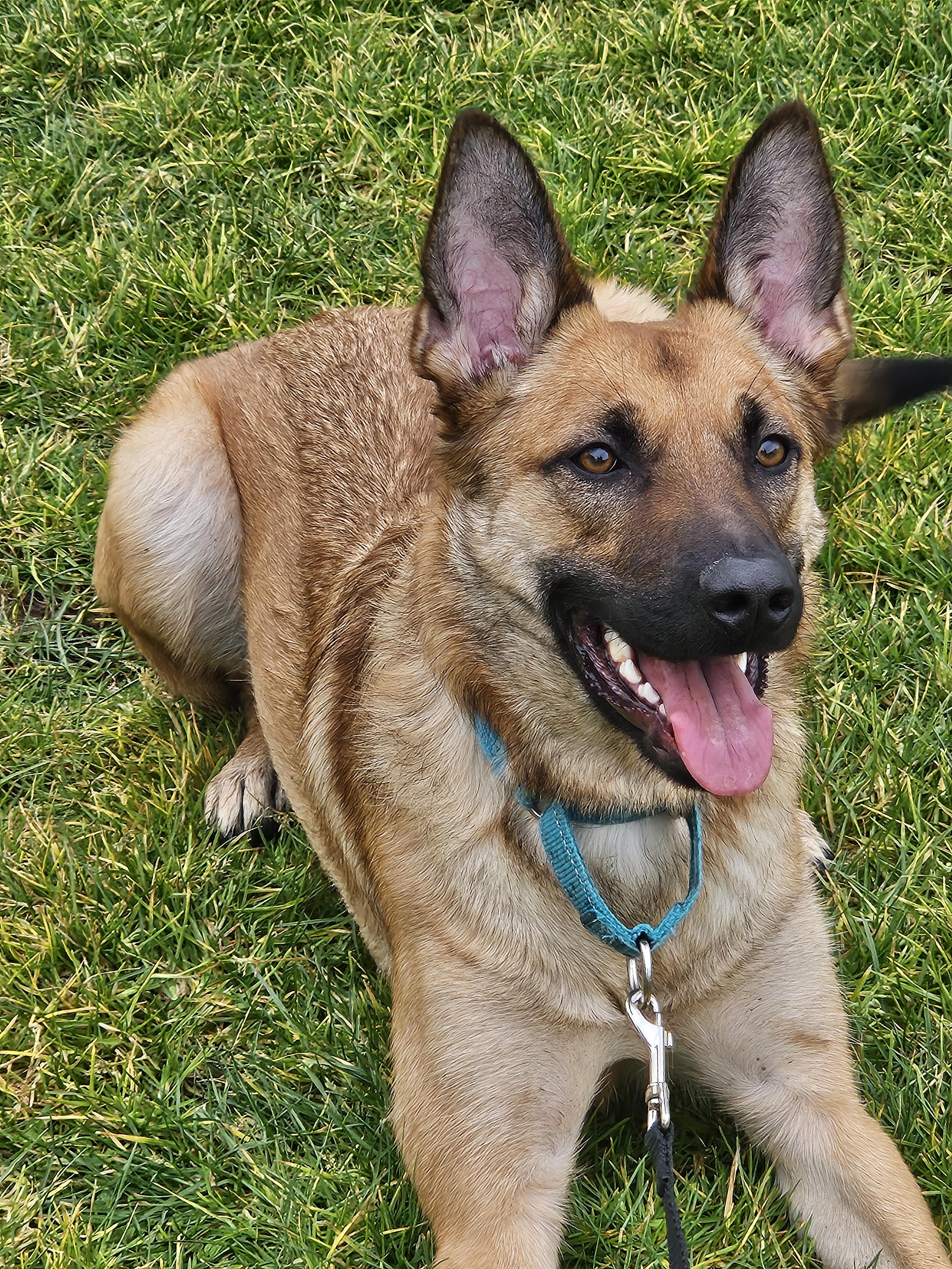 Enlarge CS Ella, a Adoptable Belgian Shepherd / Malinois in Vancouver, WA image 1/6