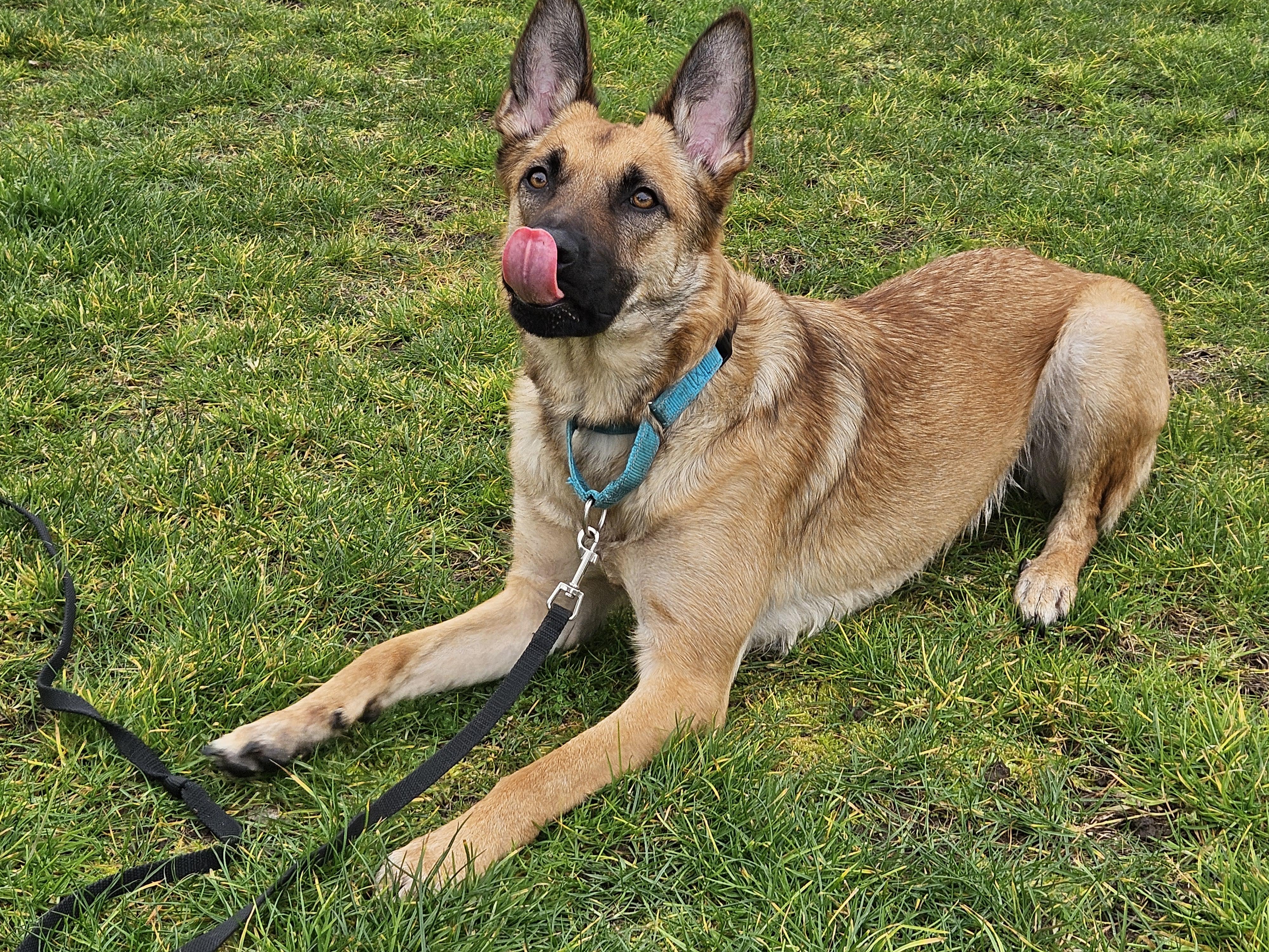 Enlarge CS Ella, a Adoptable Belgian Shepherd / Malinois in Vancouver, WA image 2/6