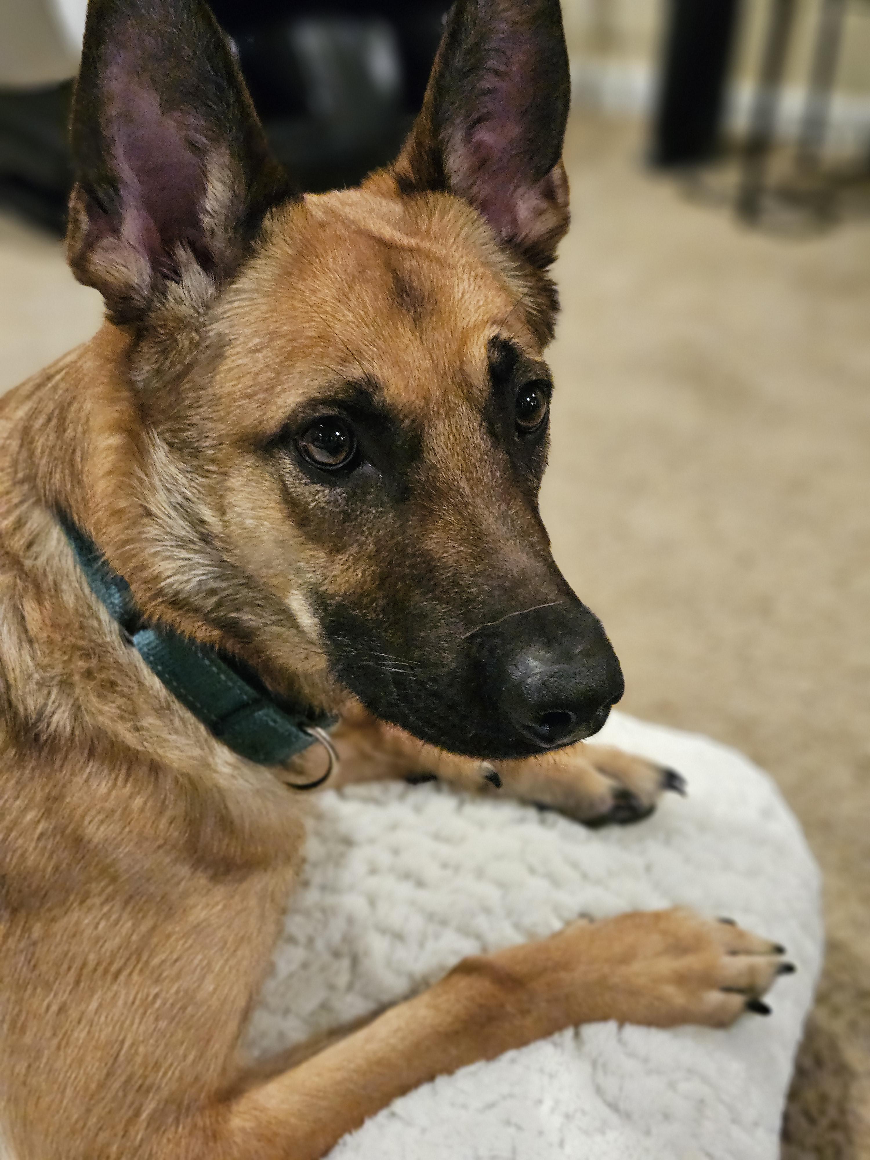 Enlarge CS Ella, a Adoptable Belgian Shepherd / Malinois in Vancouver, WA image 3/6