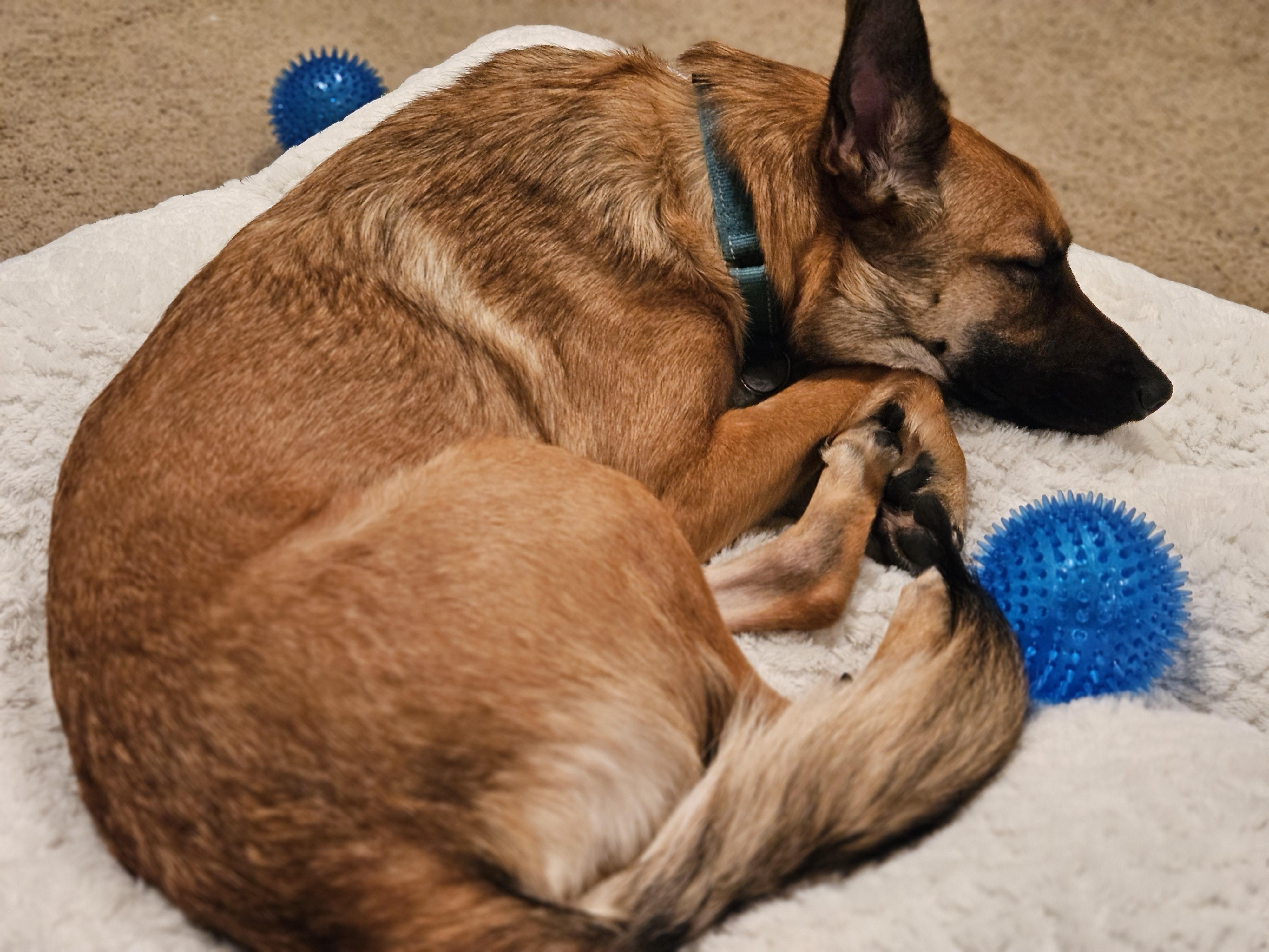 Enlarge CS Ella, a Adoptable Belgian Shepherd / Malinois in Vancouver, WA image 4/6