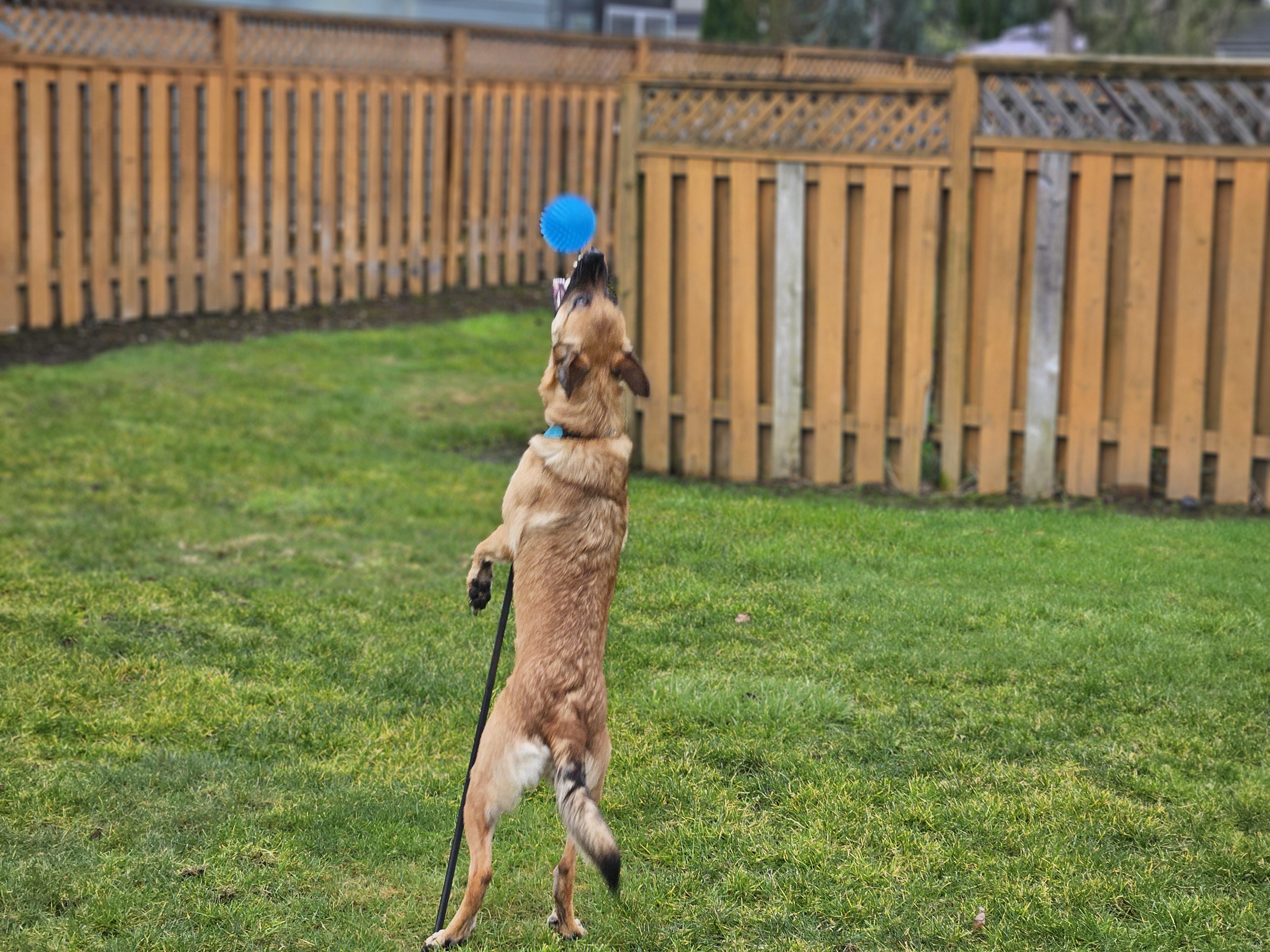 Enlarge CS Ella, a Adoptable Belgian Shepherd / Malinois in Vancouver, WA image 5/6