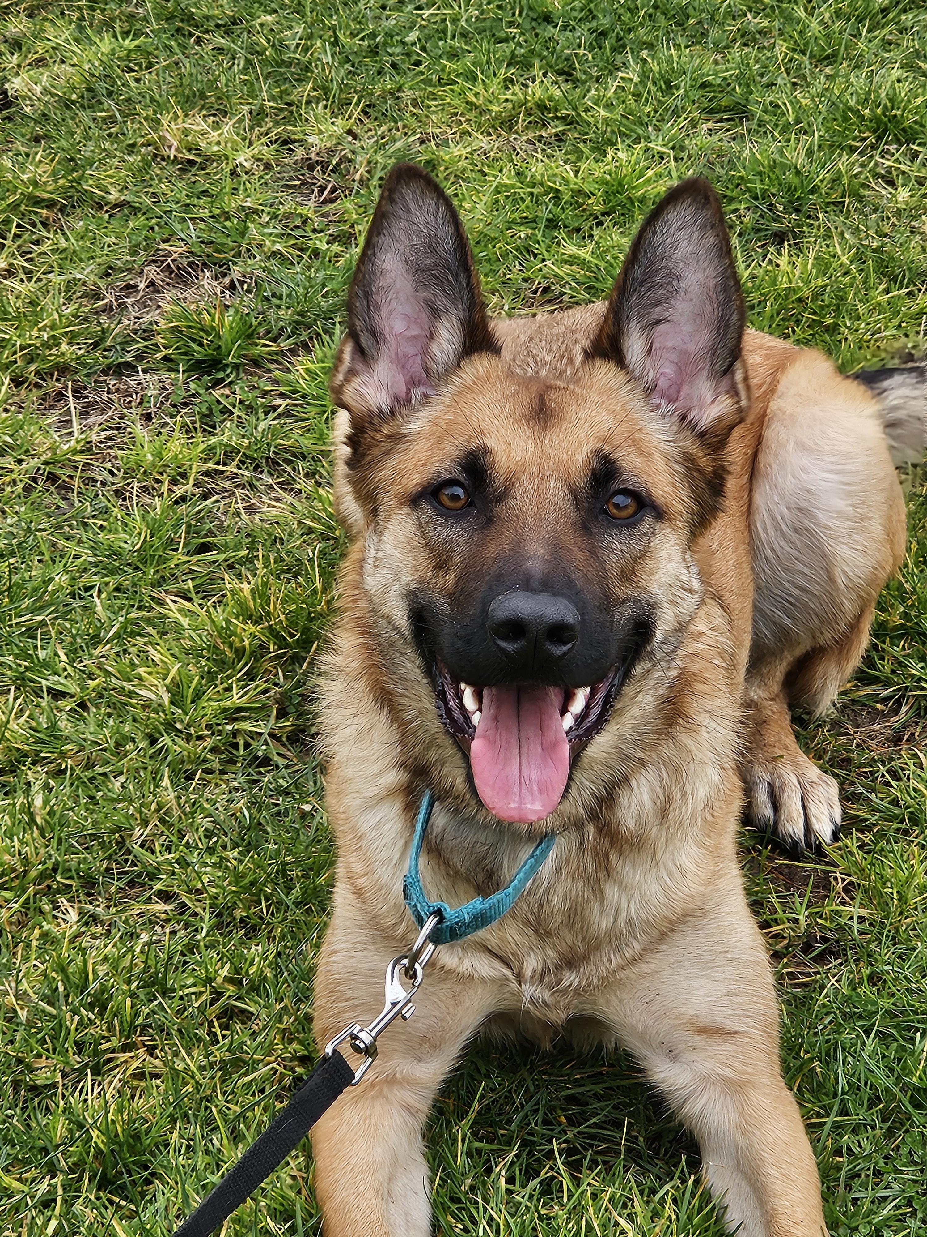 Enlarge CS Ella, a Adoptable Belgian Shepherd / Malinois in Vancouver, WA image 6/6