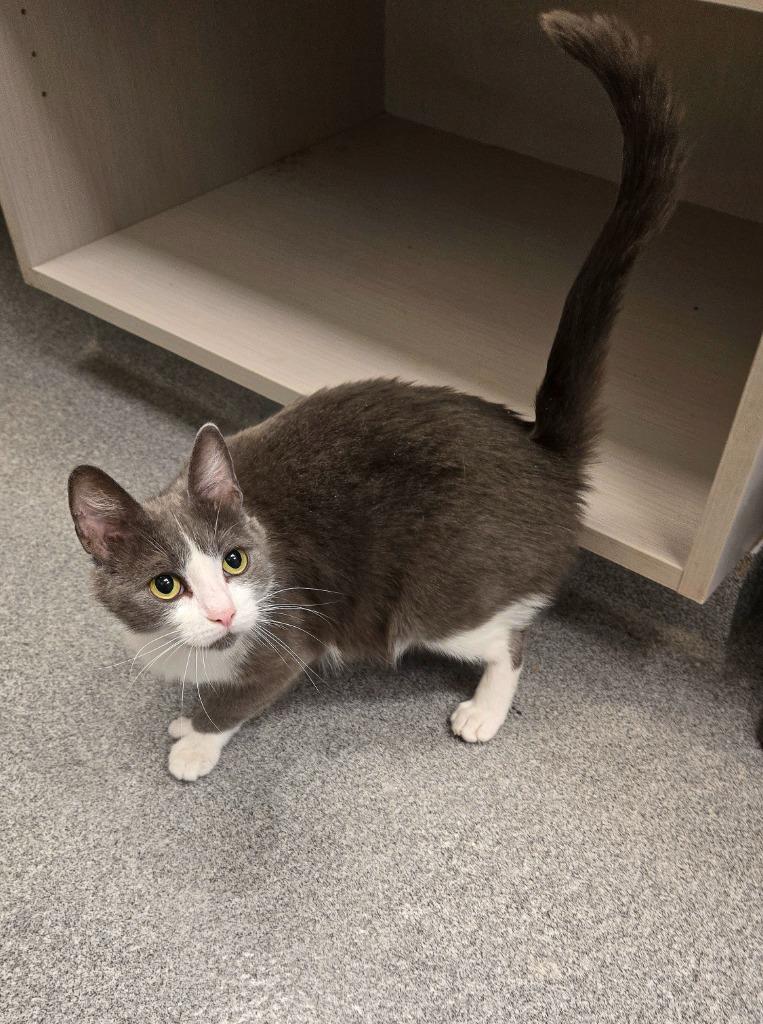 Enlarge Twinkle Toes, a Adoptable mixed breed in Sidney, OH image 1/2