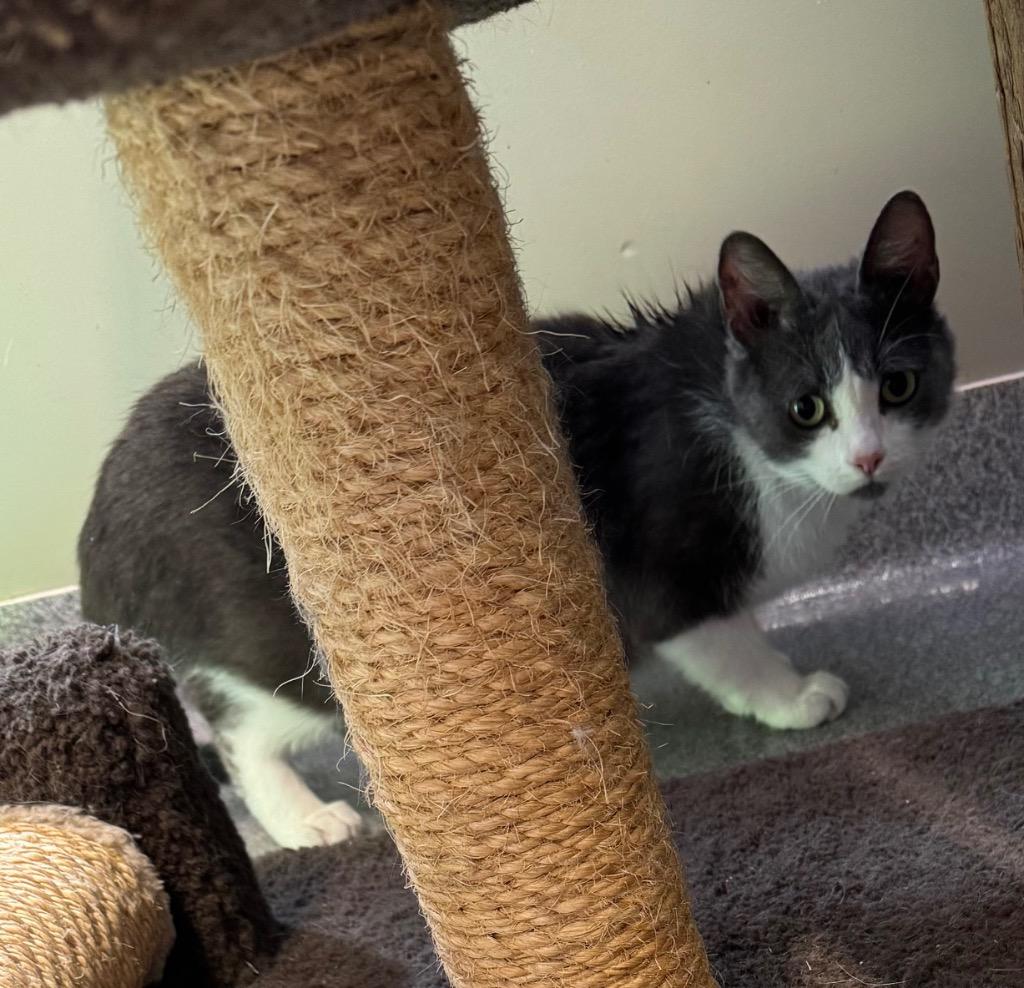 Enlarge Twinkle Toes, a Adoptable mixed breed in Sidney, OH image 2/2