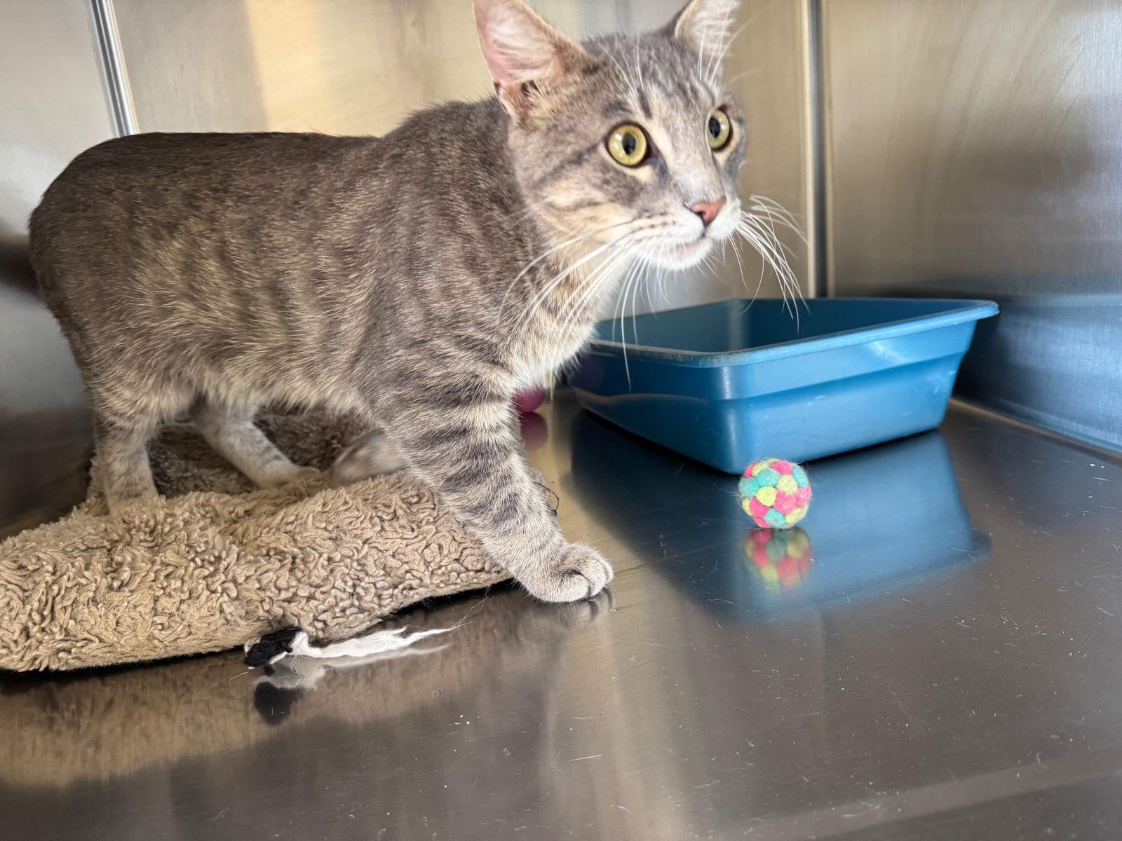 Zeke, Adopted, Adult Male Tiger & Domestic Short Hair.