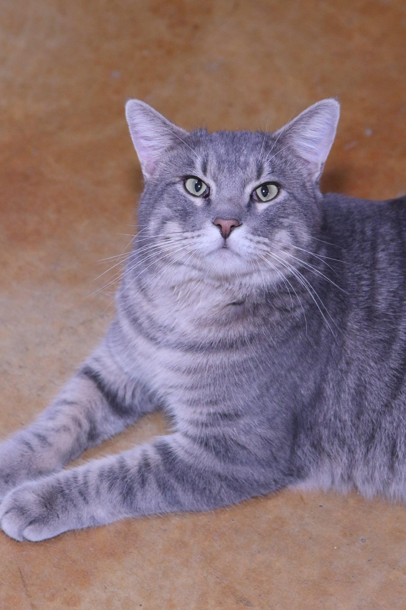 Zeke, a Adopted mixed breed in Austin, MN image 2/3