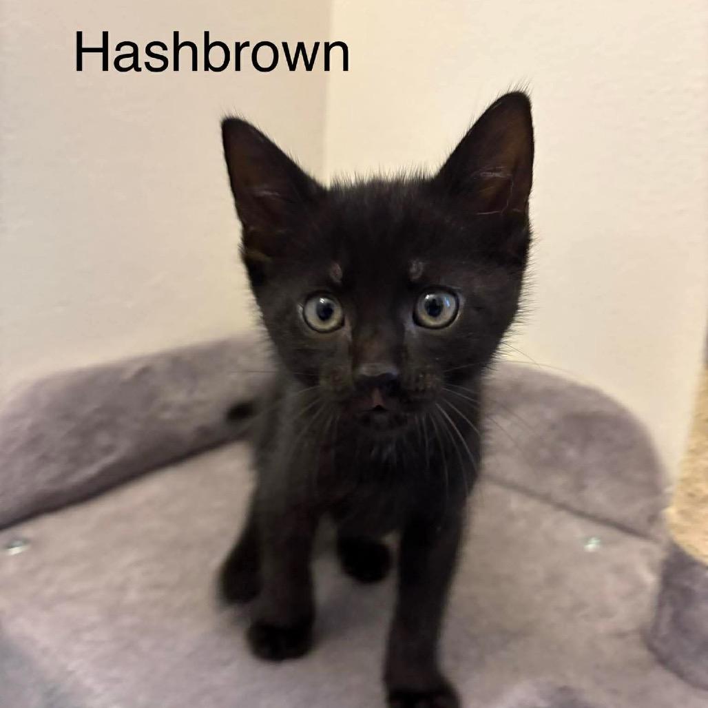 Hashbrown, Adoptable, Kitten Male Domestic Short Hair.
