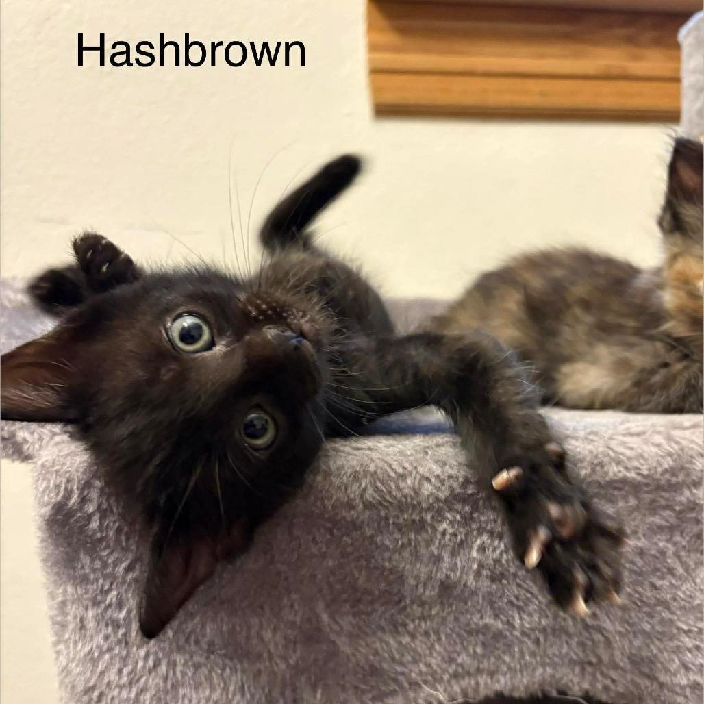 Hashbrown, a Adoptable Domestic Short Hair in Chillicothe, IL image 2/2