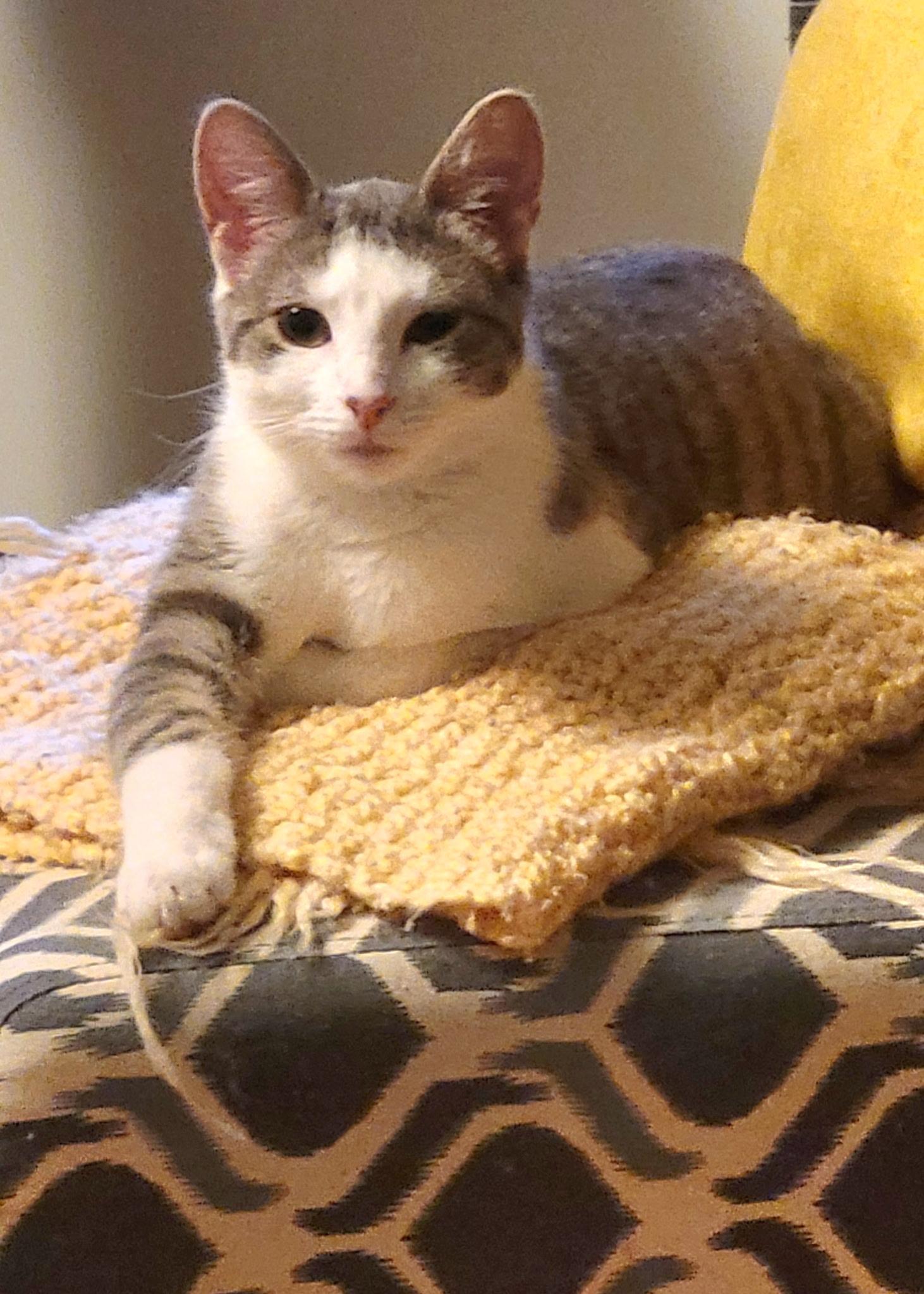 Bonnie, Adoptable, Kitten Female Domestic Short Hair.