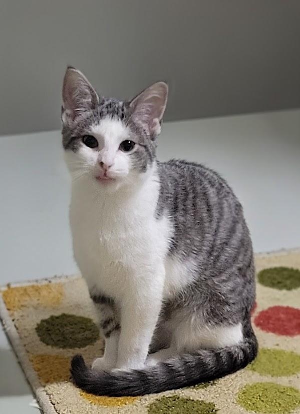 Enlarge Bonnie, a Adoptable Domestic Short Hair in Syracuse, NY image 2/3