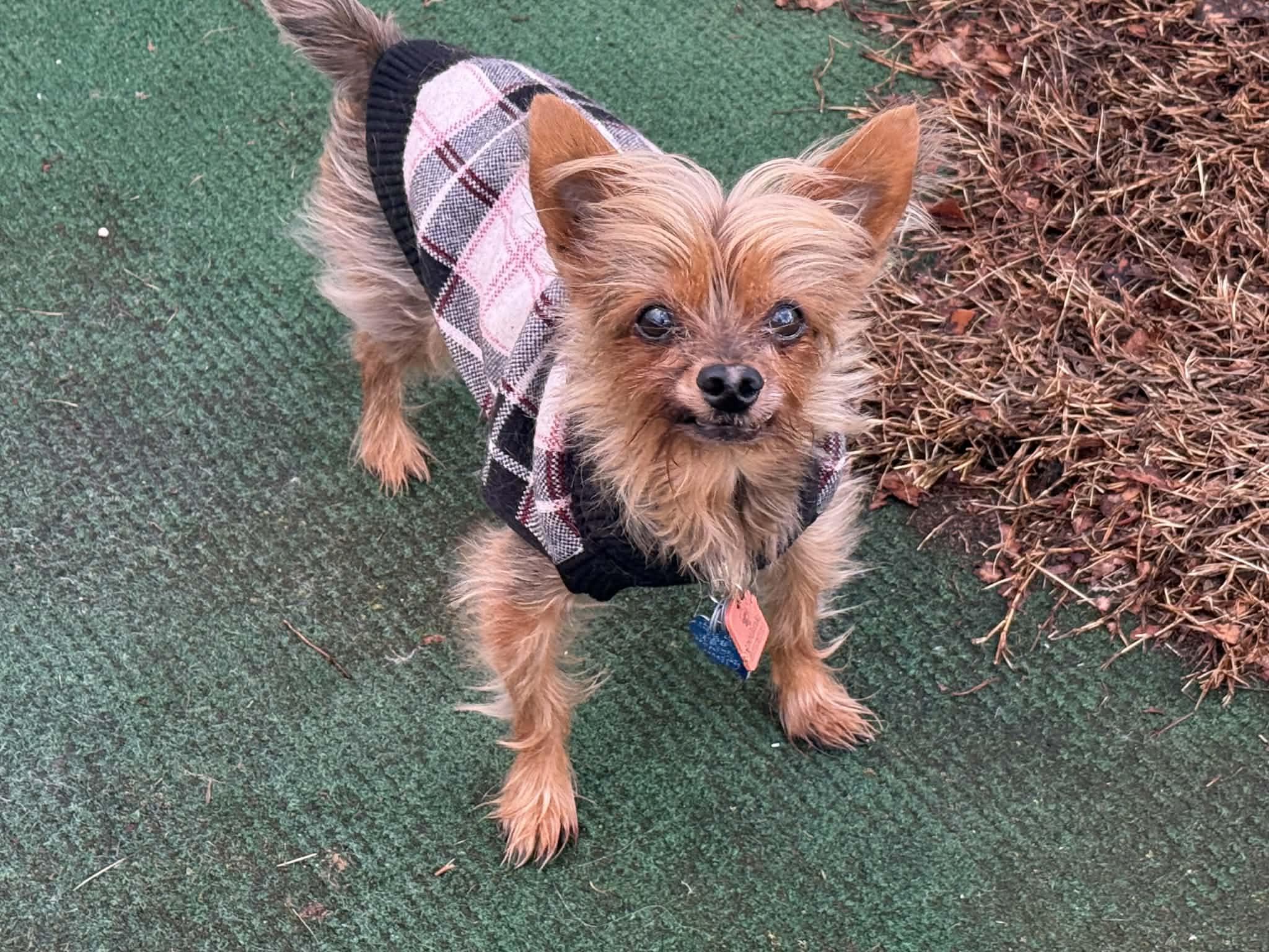 Winston, adopted, Senior Male Yorkshire Terrier.