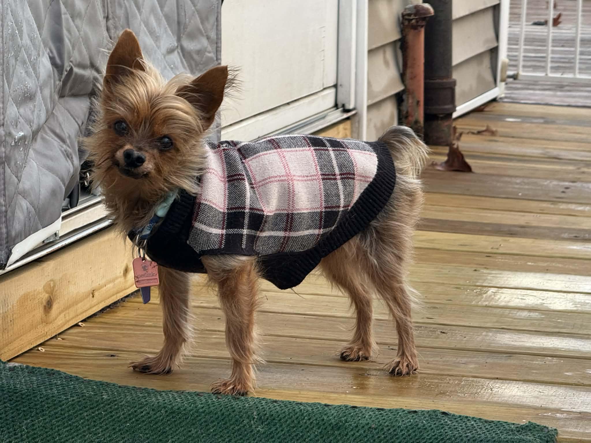 Winston, ADOPTABLE, Senior Male Yorkshire Terrier.