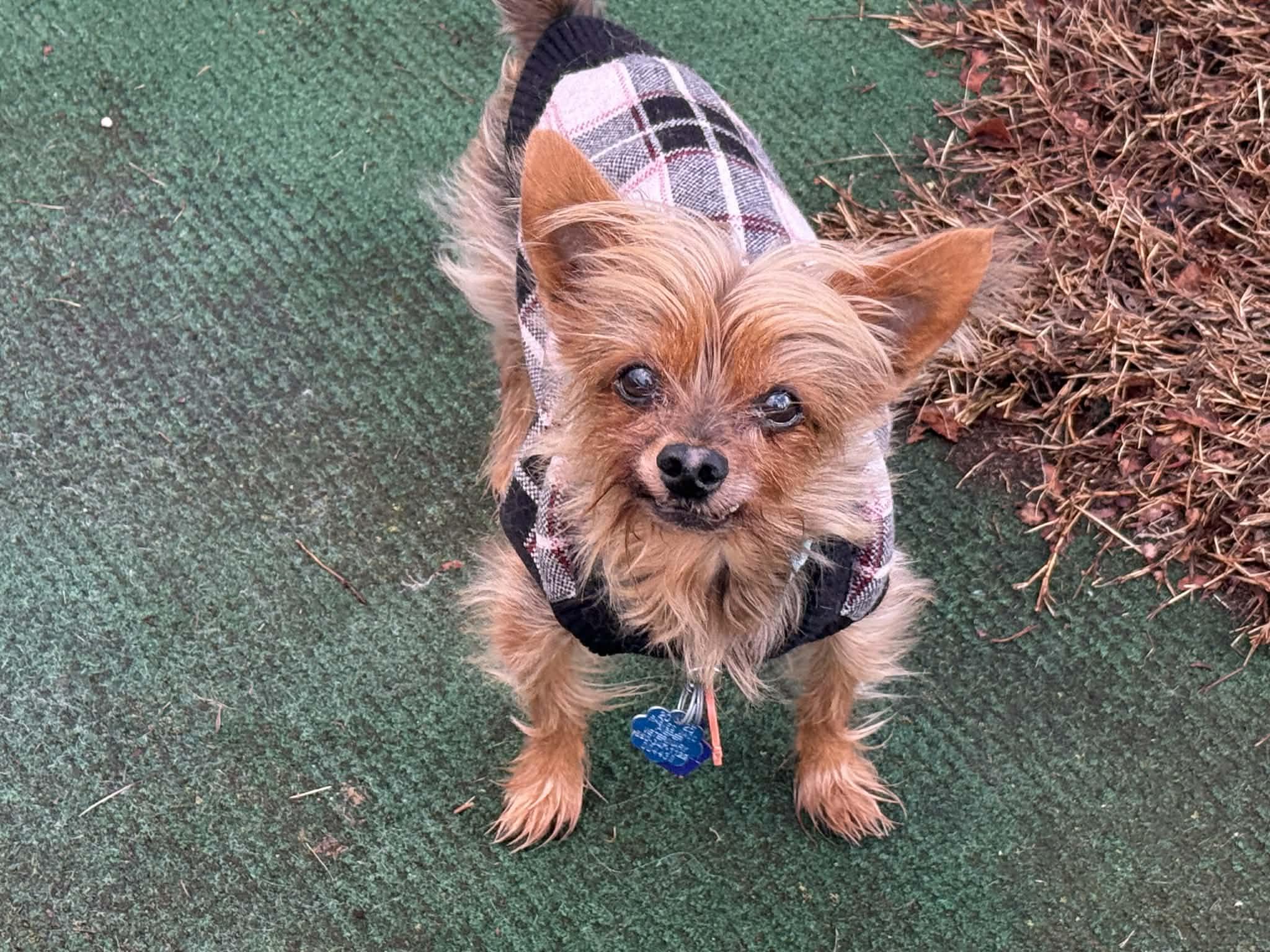 Enlarge Winston, a ADOPTABLE mixed breed in Vernon, CT image 3/6