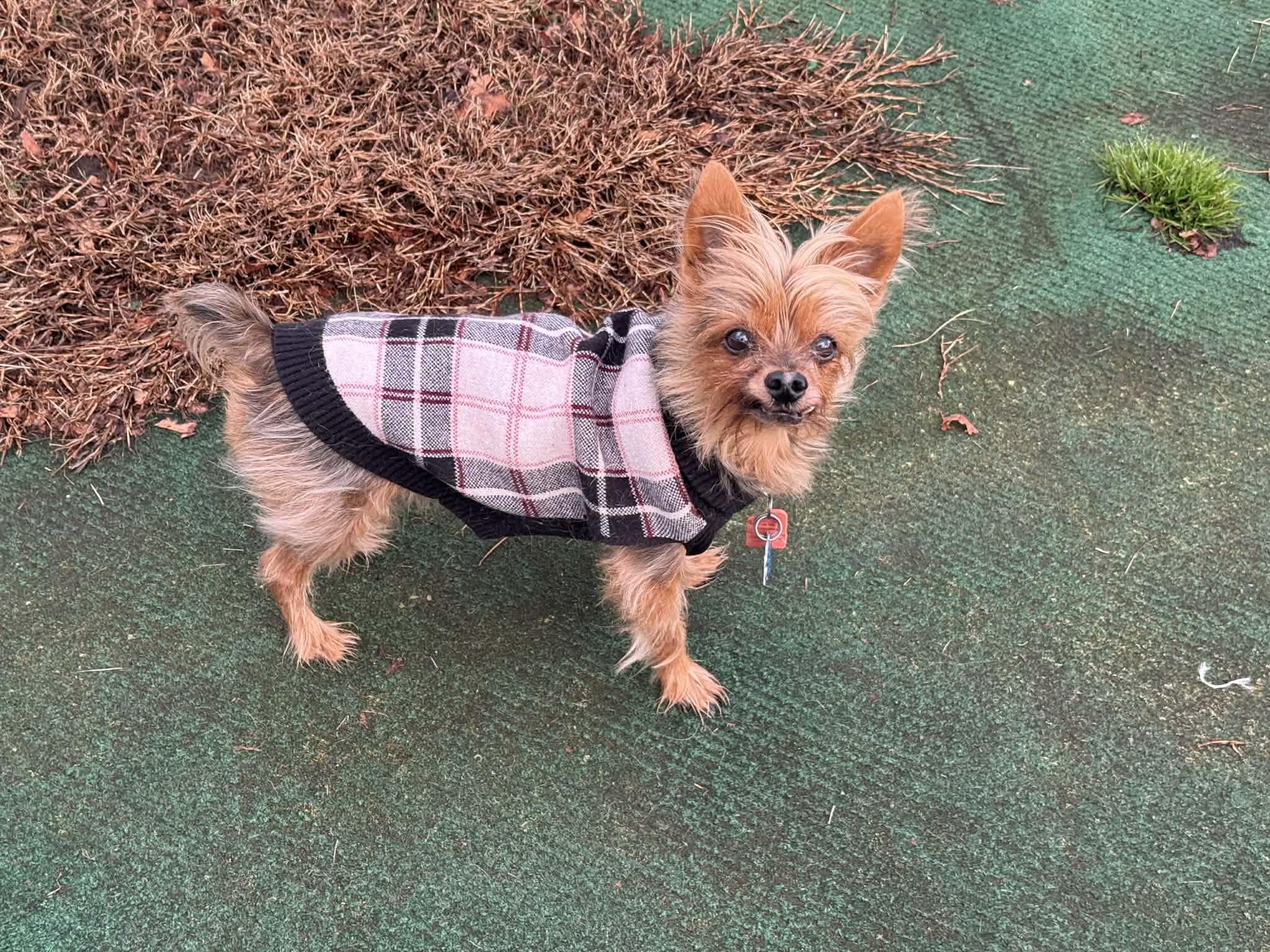 Enlarge Winston, a ADOPTABLE mixed breed in Vernon, CT image 4/6