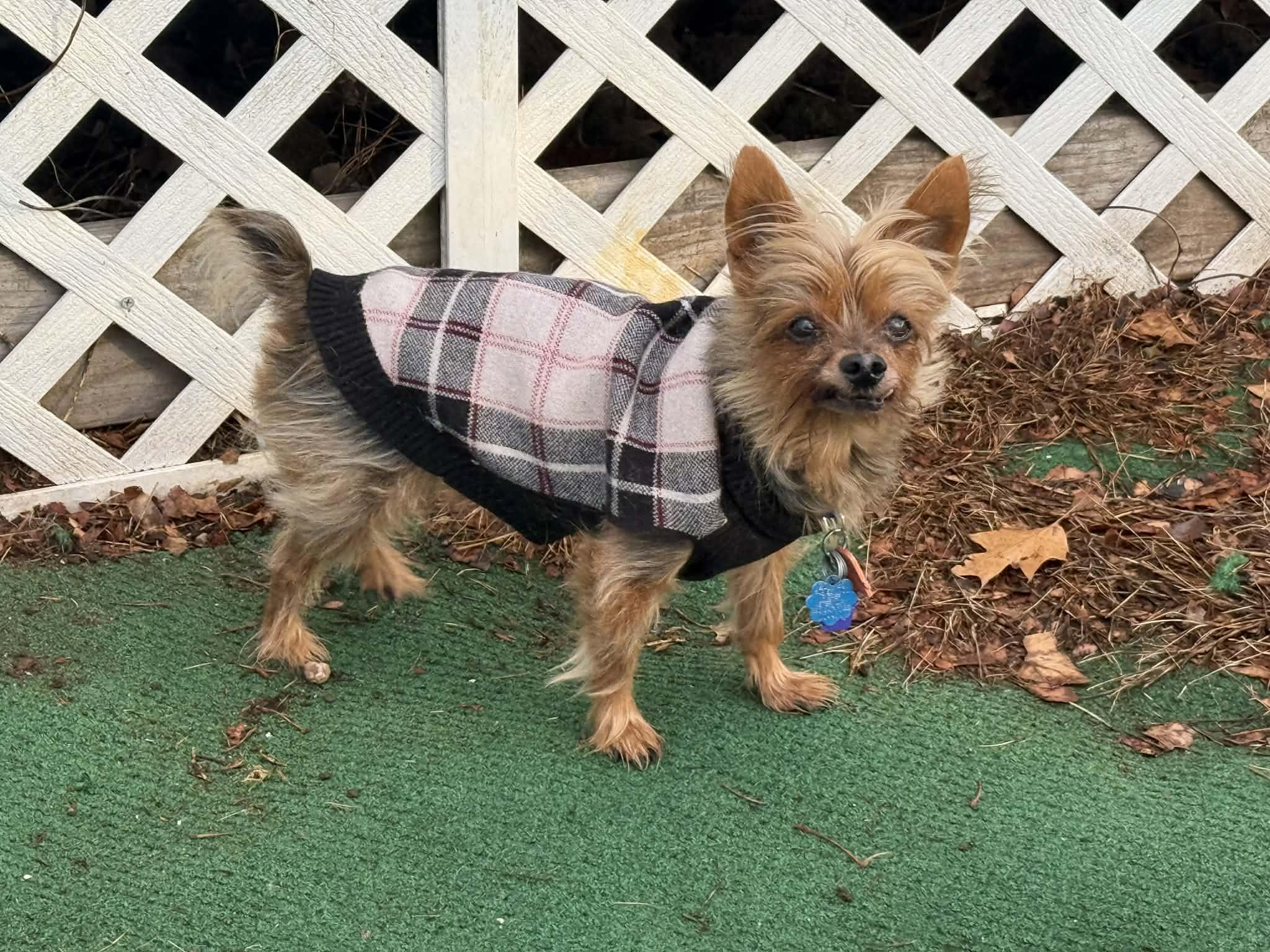 Enlarge Winston, a ADOPTABLE mixed breed in Vernon, CT image 5/6