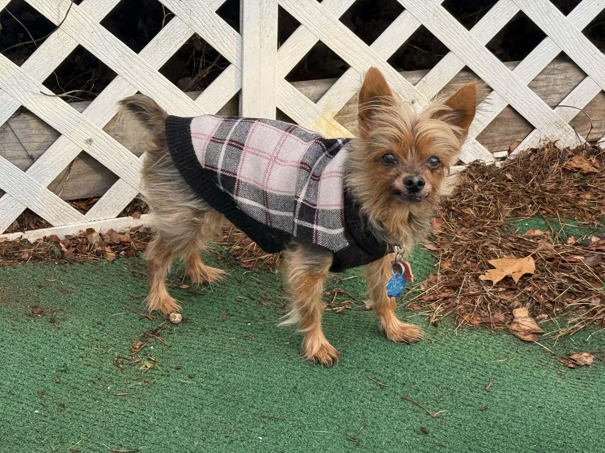 Enlarge Winston, a ADOPTABLE mixed breed in Vernon, CT image 6/6