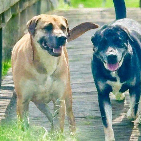 *Enzo and Alaric (Bonded Pair), Senior Male unknown