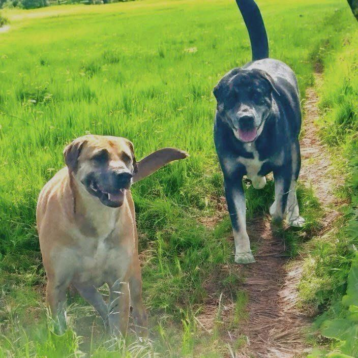 *Enzo and Alaric (Bonded Pair)