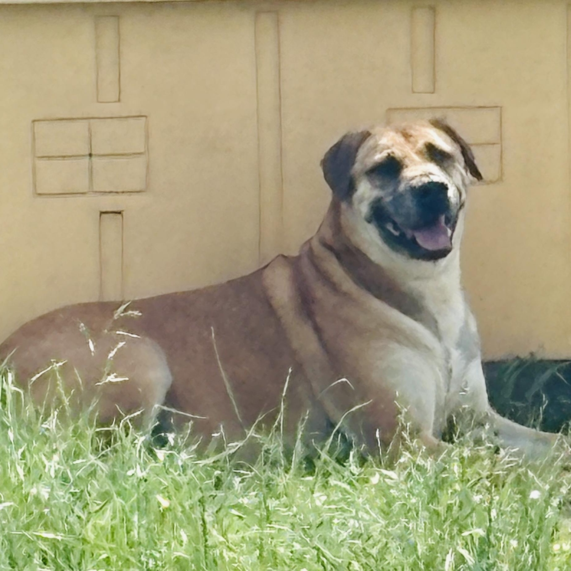 *Enzo and Alaric (Bonded Pair)