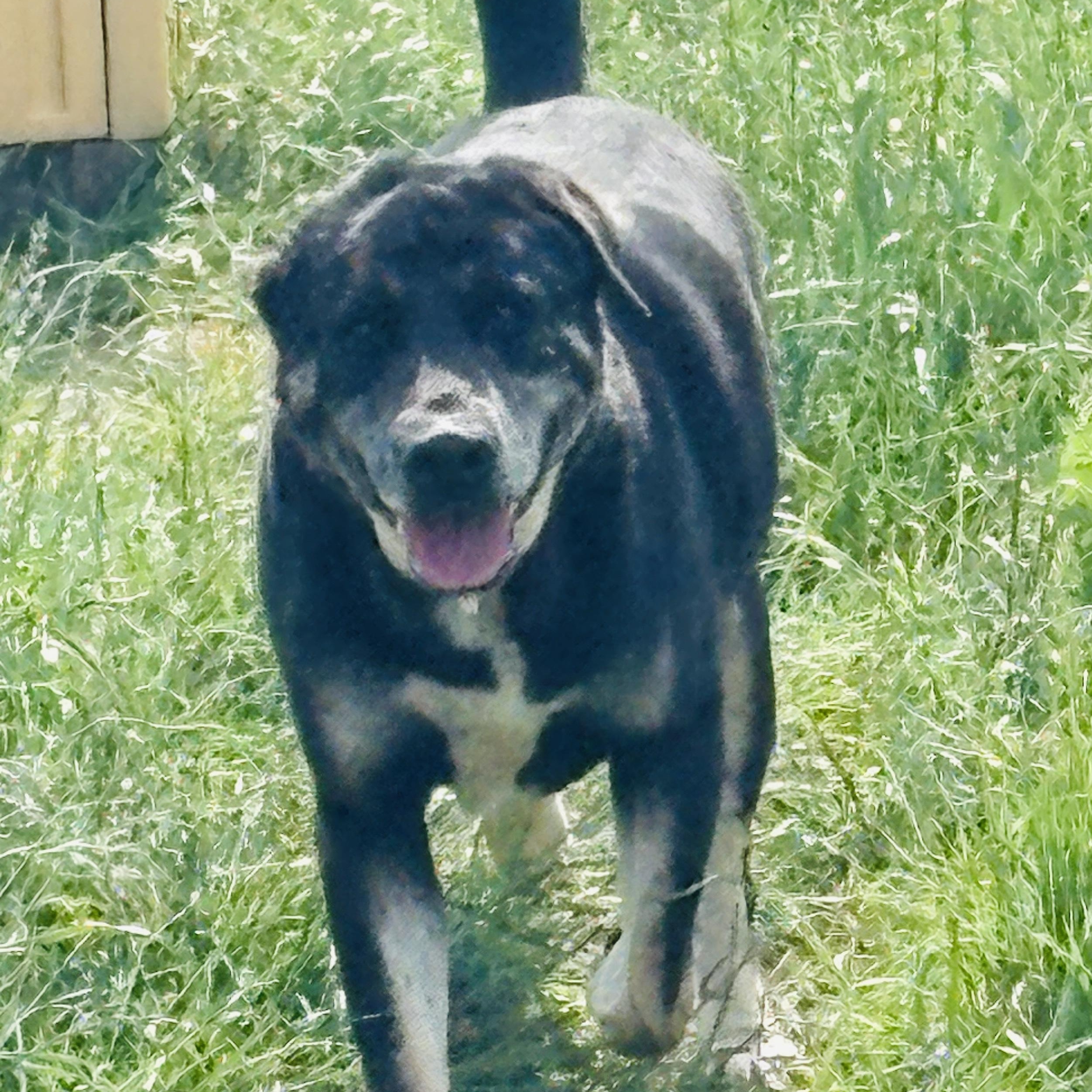 *Enzo and Alaric (Bonded Pair)