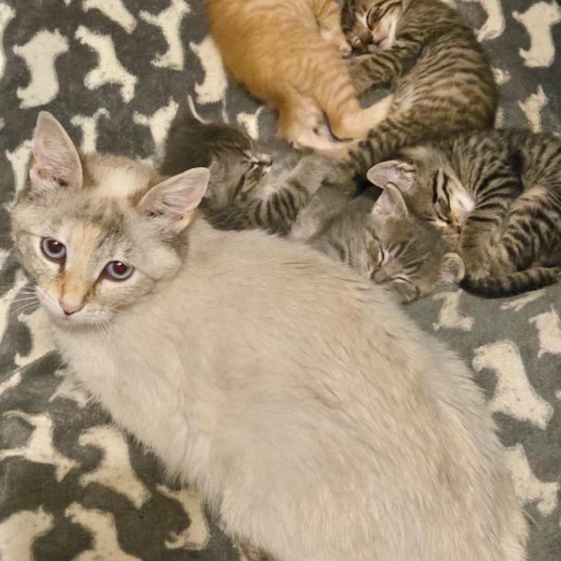 Rosie, Adoptable, Young Female Siamese.