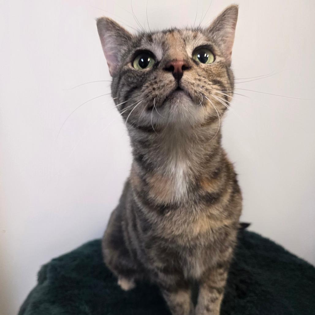 Enlarge Sophie, a Adoptable Domestic Short Hair in Great Falls, MT image 1/1
