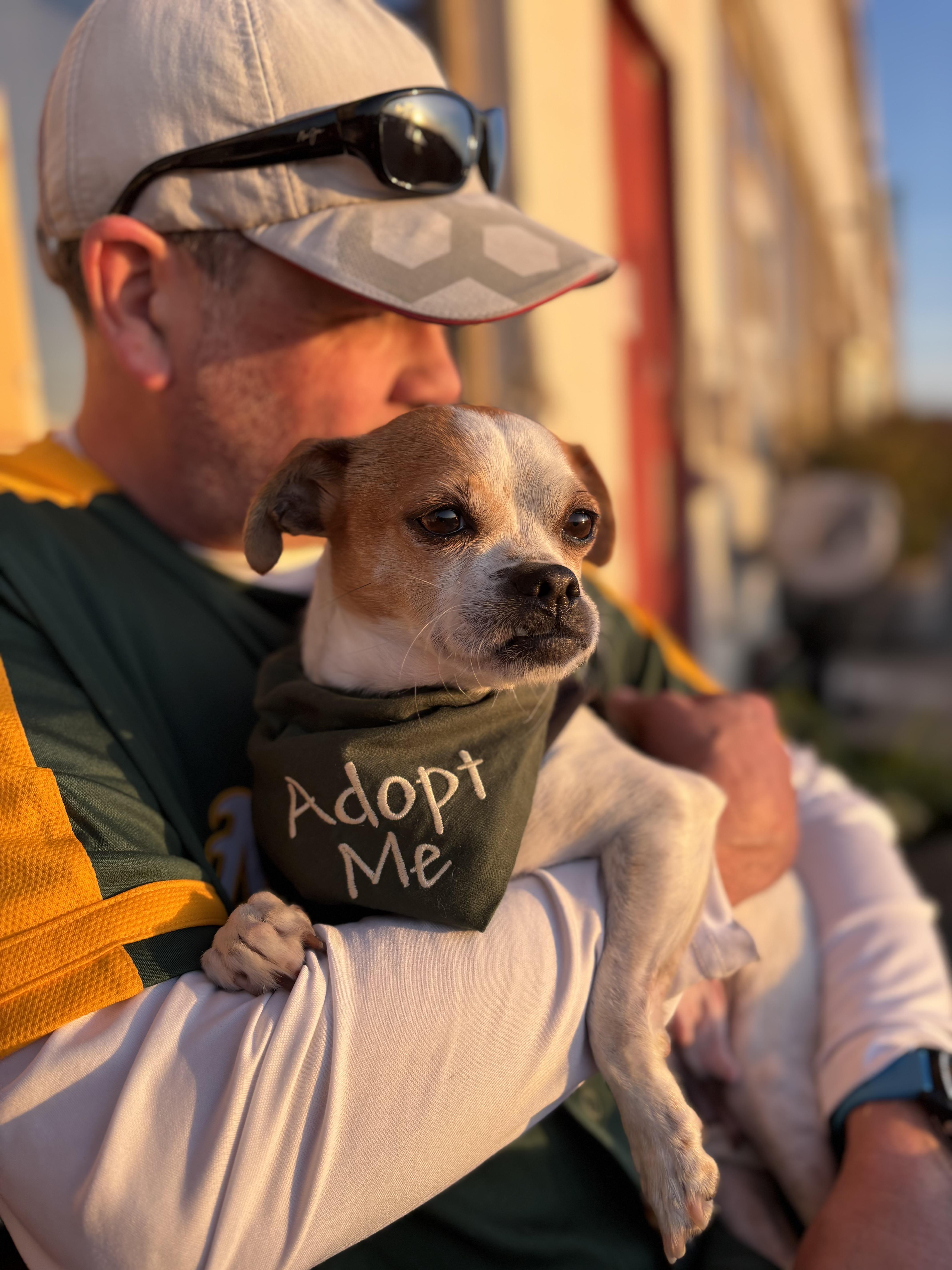 Enlarge Emmy Lou, an adopted mixed breed in Oakland, CA image 2/3