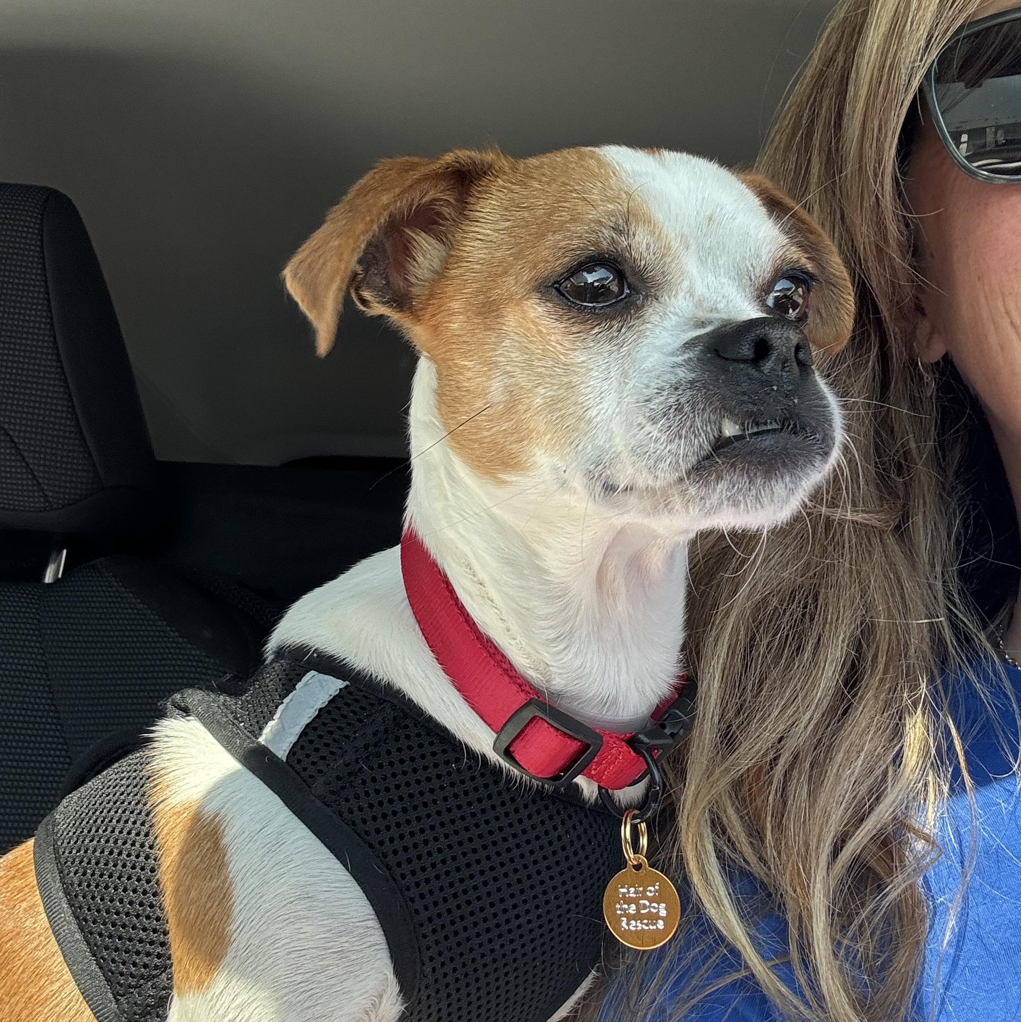 Enlarge Emmy Lou, an adopted mixed breed in Oakland, CA image 3/3