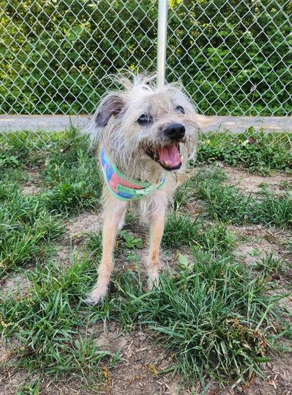 Peanut, Senior Female unknown