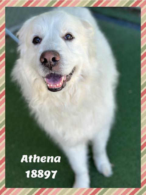 ATHENA, a ADOPTABLE mixed breed in Marietta, GA image 4/6