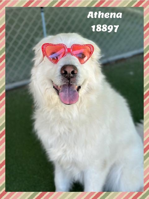ATHENA, ADOPTABLE, Adult Female Great Pyrenees.