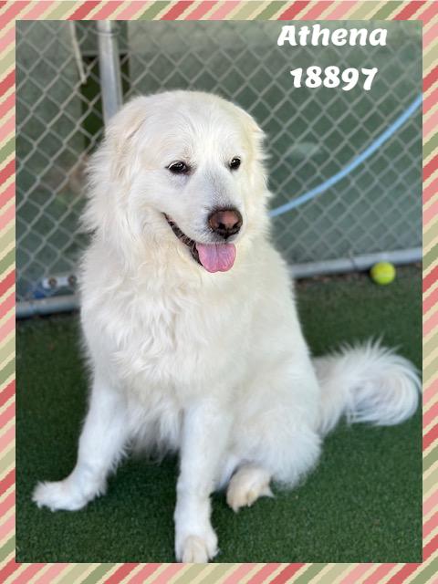 ATHENA, a ADOPTABLE mixed breed in Marietta, GA image 6/6