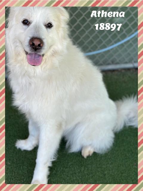 ATHENA, a ADOPTABLE mixed breed in Marietta, GA image 2/6