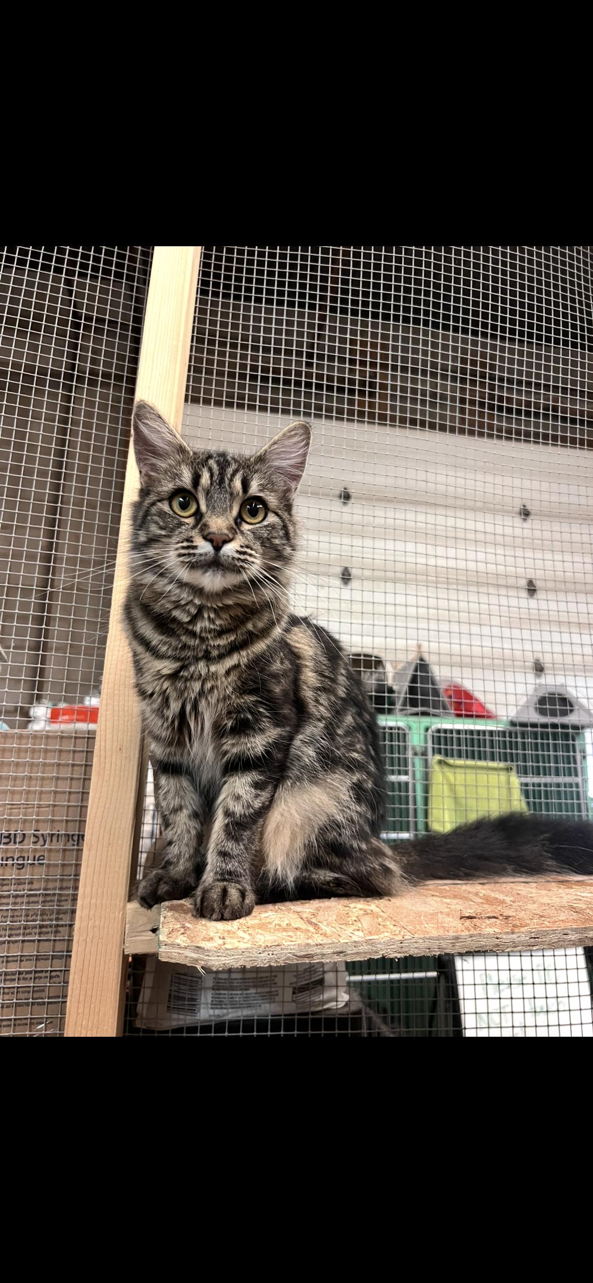 Maxine, Adoptable, Adult Female Domestic Medium Hair.