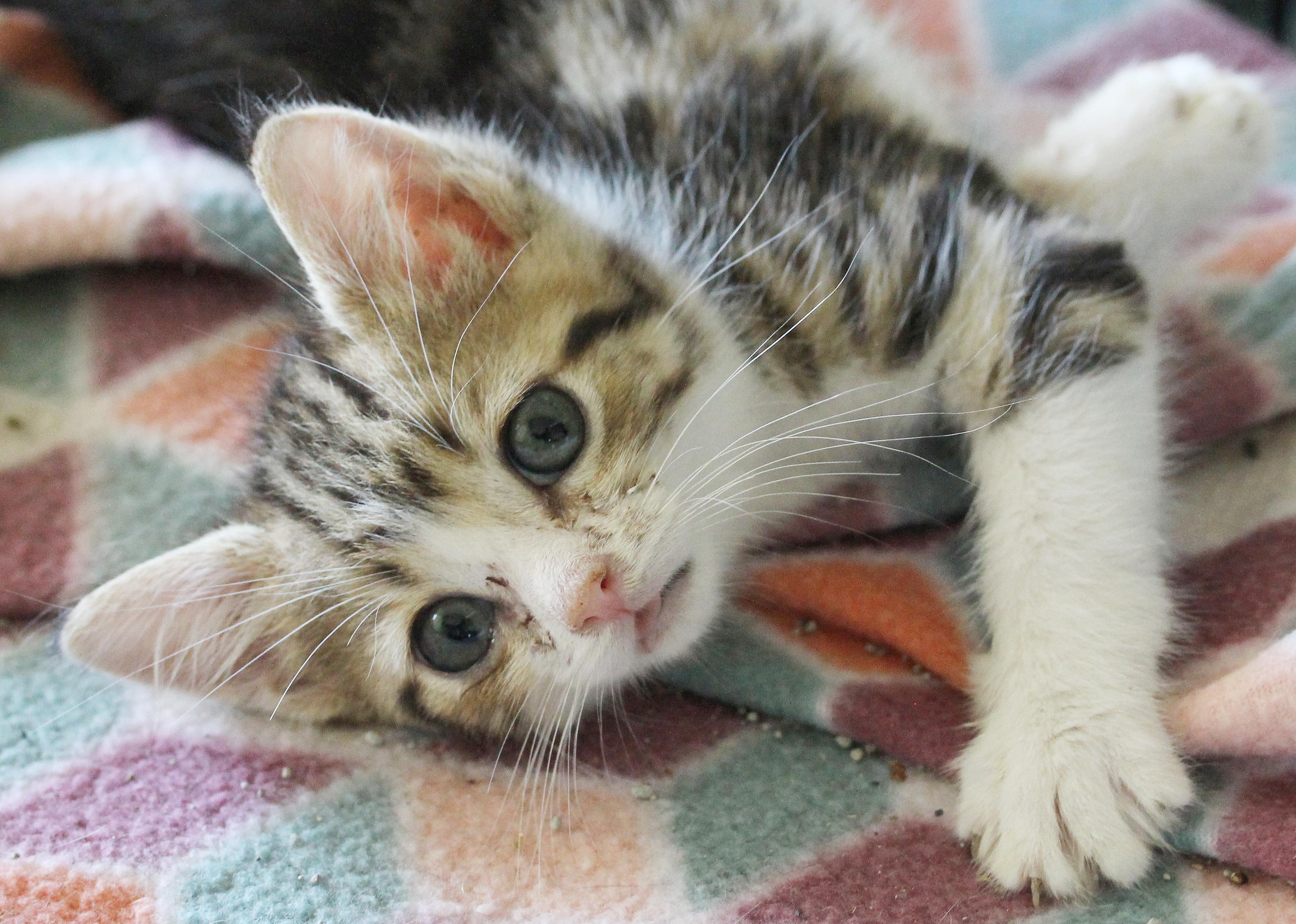 Little Skittle (Courtesy Post)