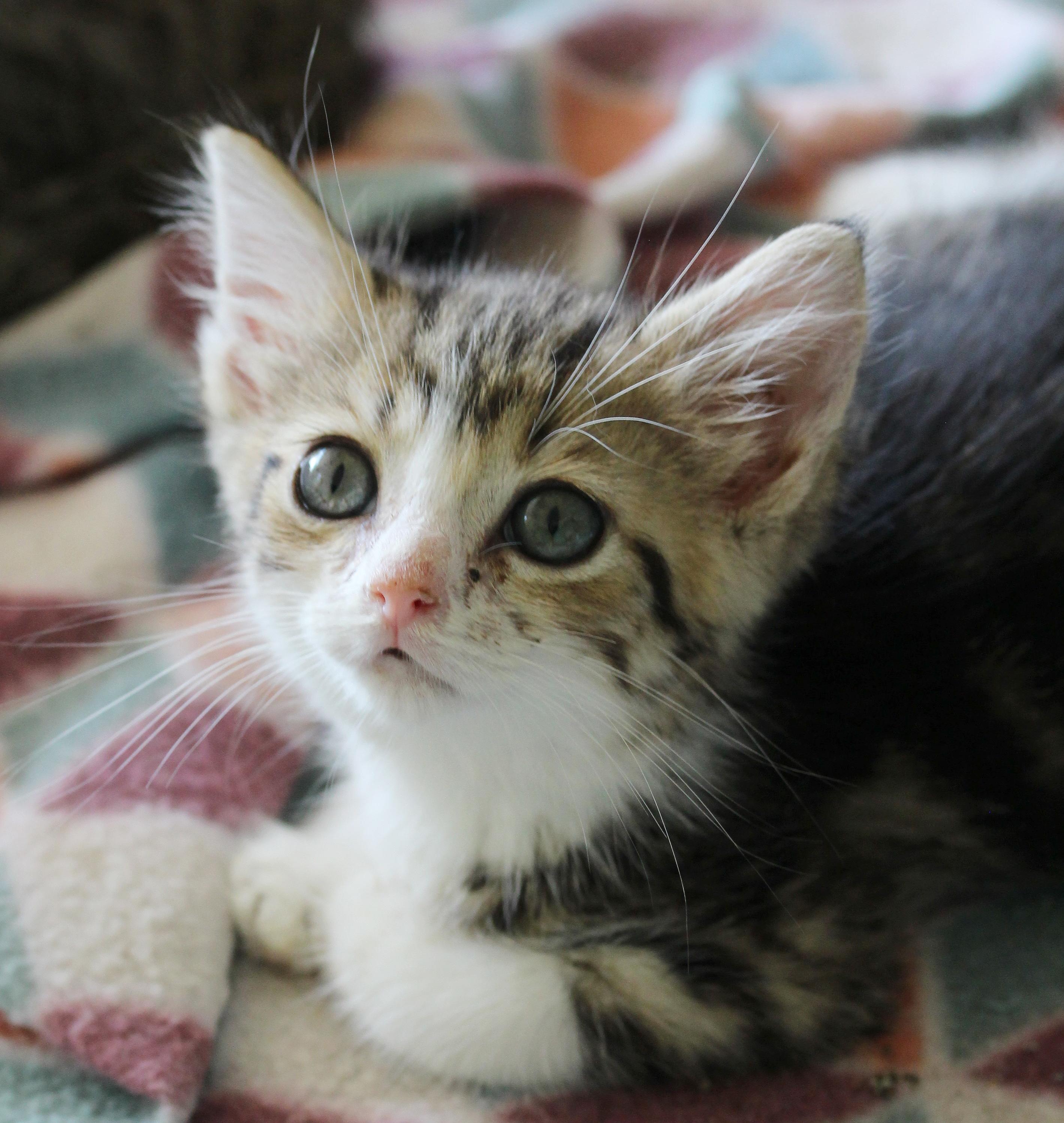 Little Skittle (Courtesy Post)