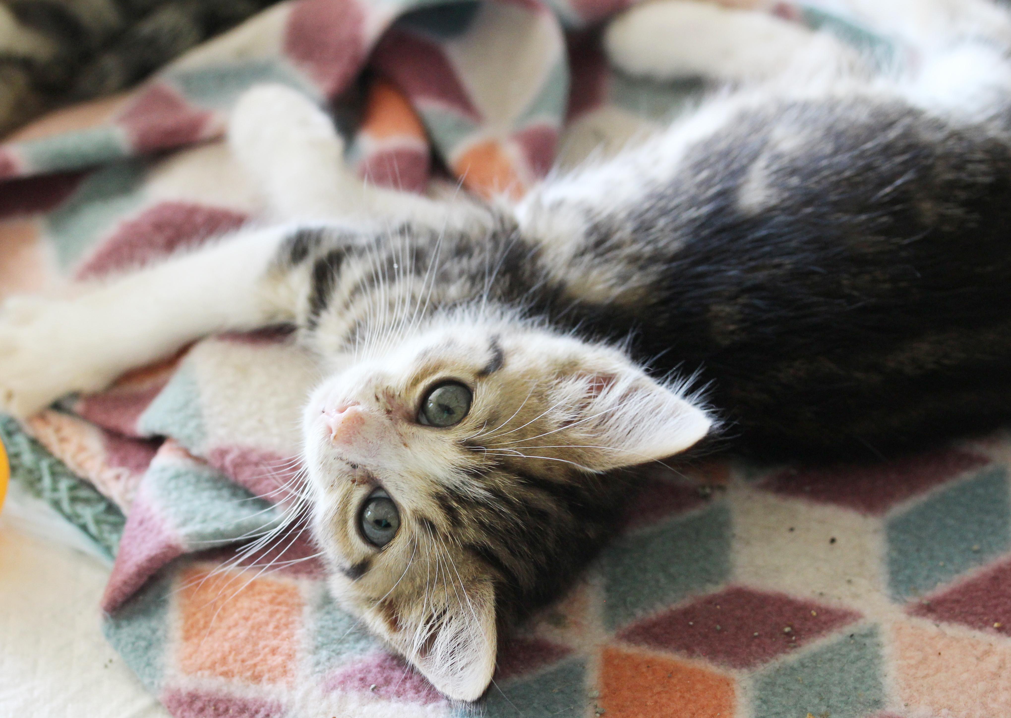 Little Skittle (Courtesy Post), Baby Female Tabby