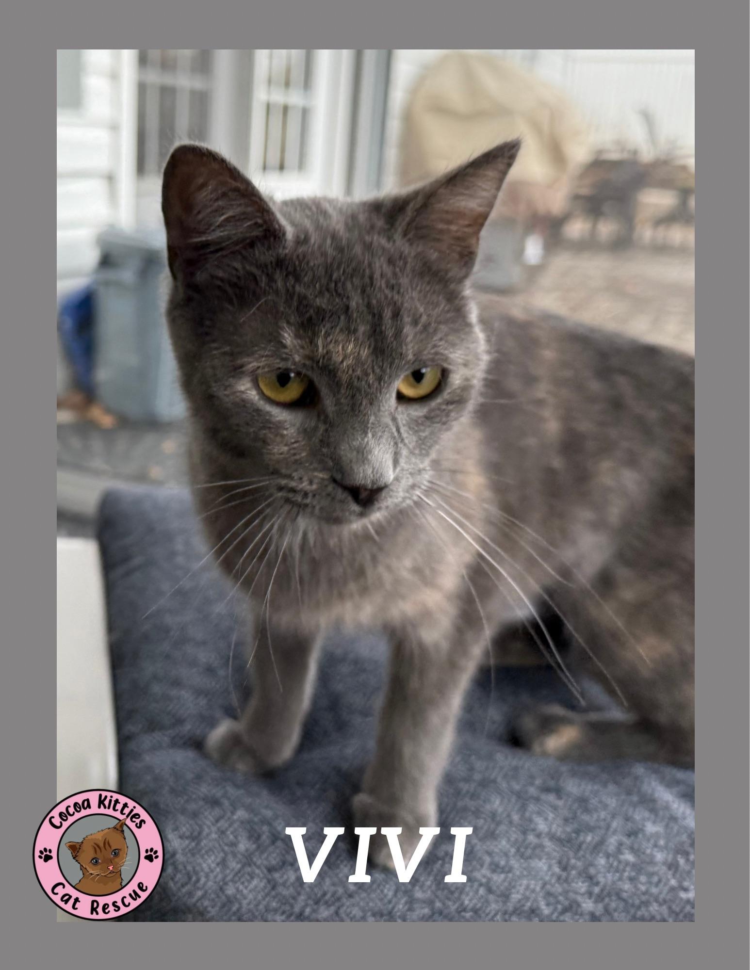 Enlarge Vivi, a Adoptable mixed breed in Hershey, PA image 1/6