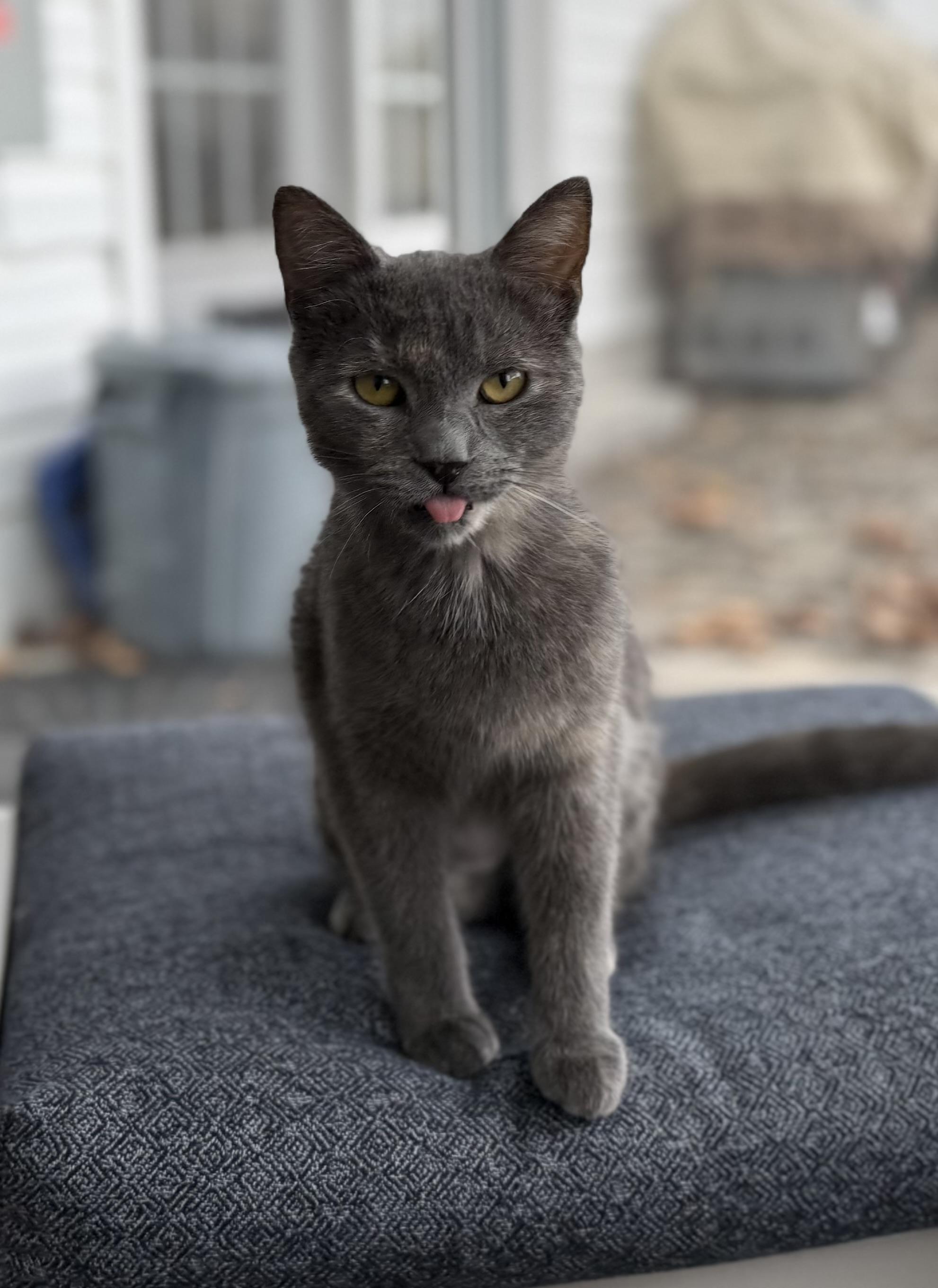 Enlarge Vivi, a Adoptable mixed breed in Hershey, PA image 2/6