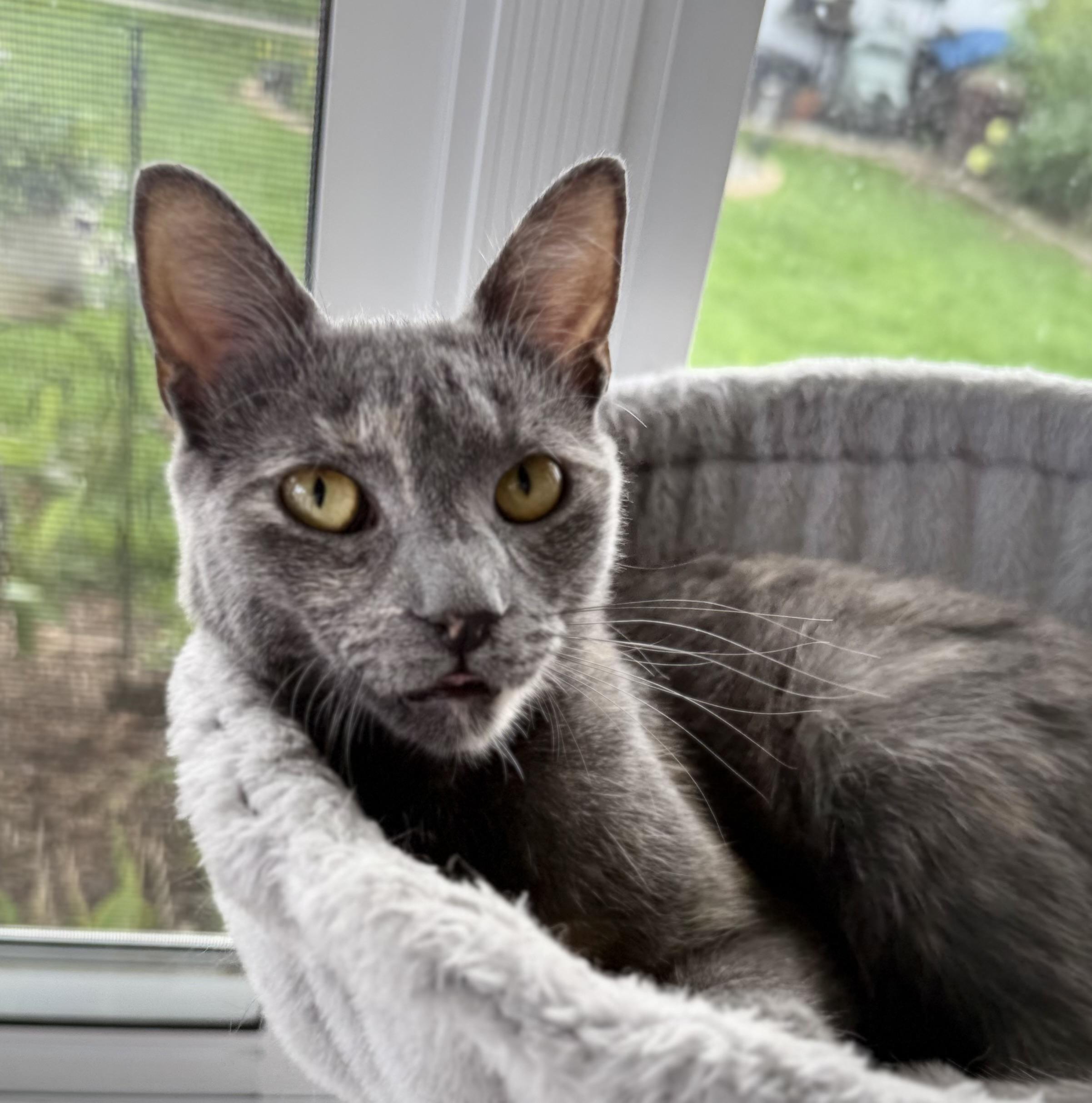 Enlarge Vivi, a Adoptable mixed breed in Hershey, PA image 3/6