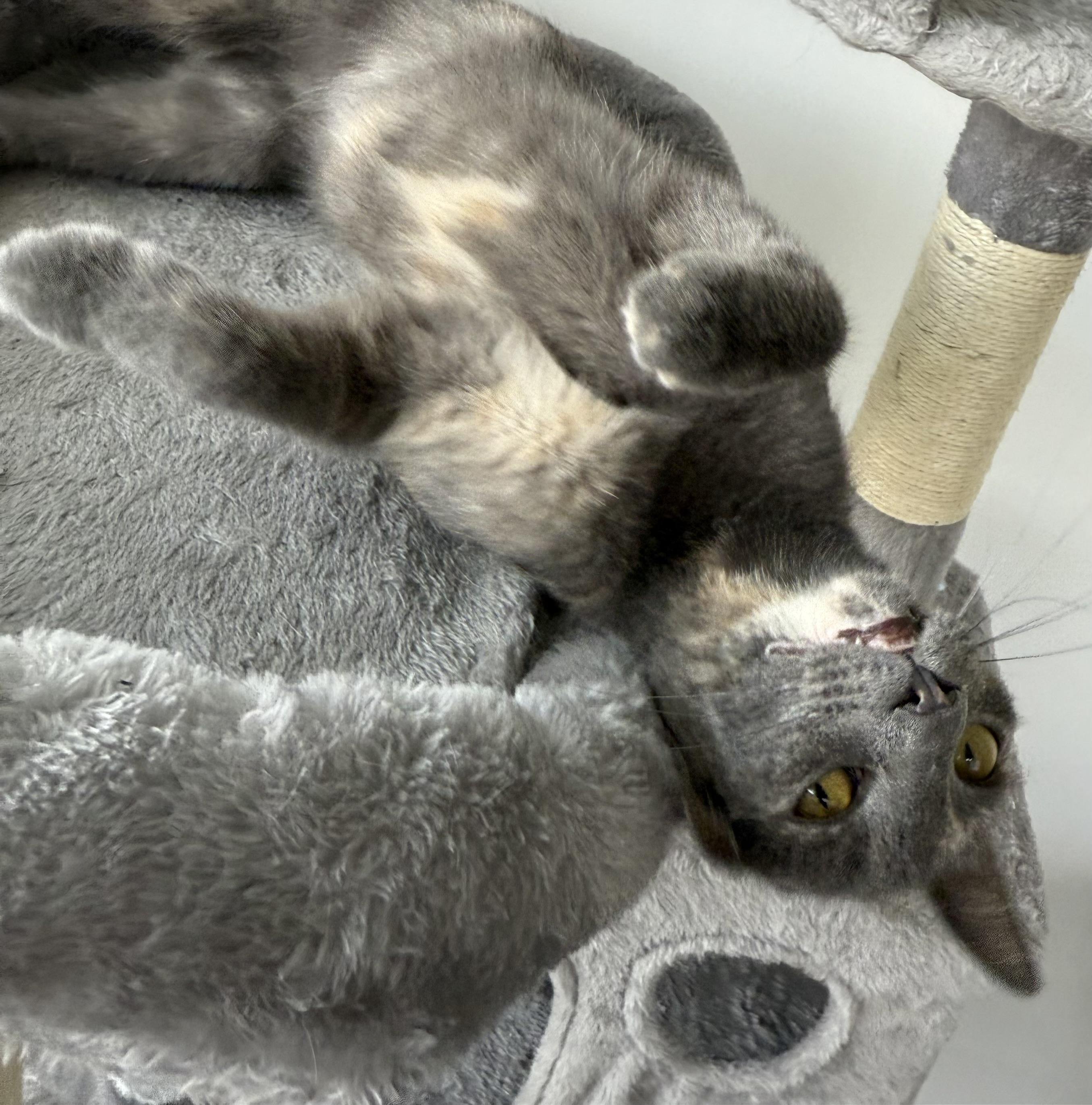 Enlarge Vivi, a Adoptable mixed breed in Hershey, PA image 5/6