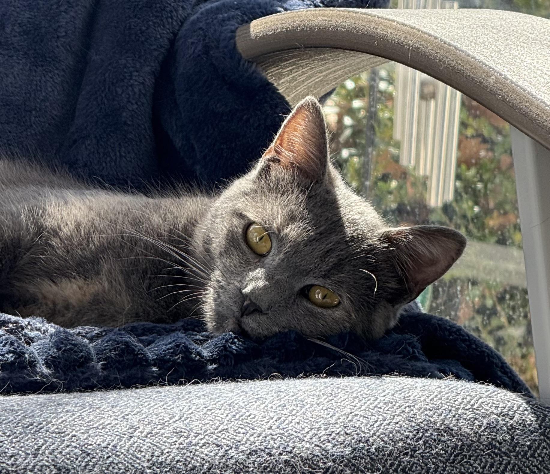 Enlarge Vivi, a Adoptable mixed breed in Hershey, PA image 6/6