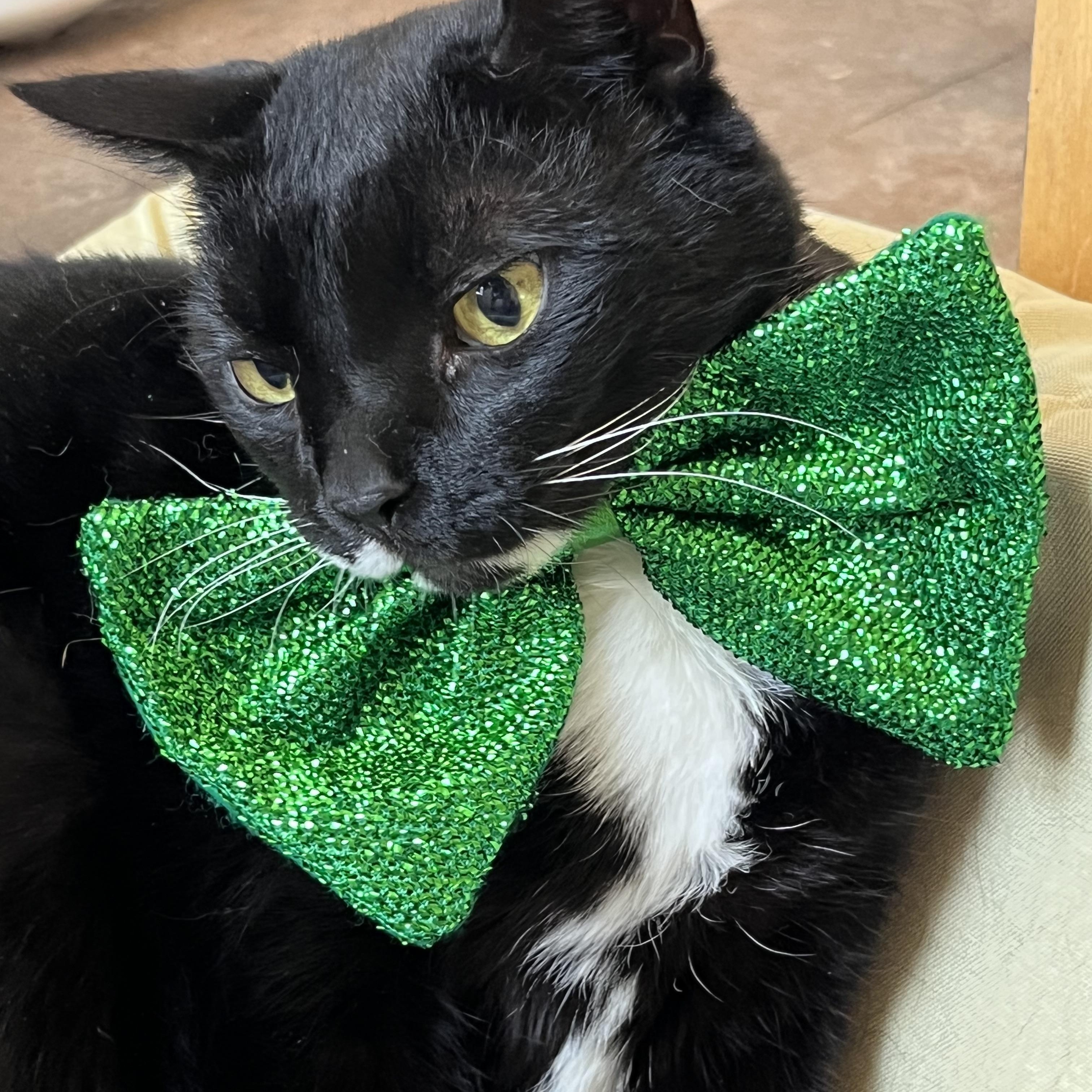 Enlarge Mickey, a Adoptable Domestic Short Hair in Queenstown, MD image 1/6