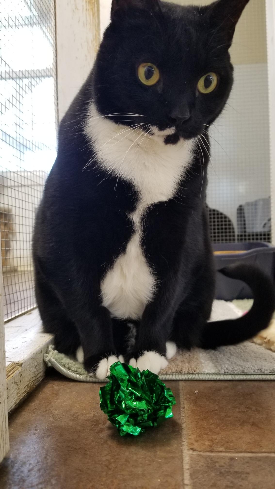 Enlarge Mickey, a Adoptable Domestic Short Hair in Queenstown, MD image 4/6