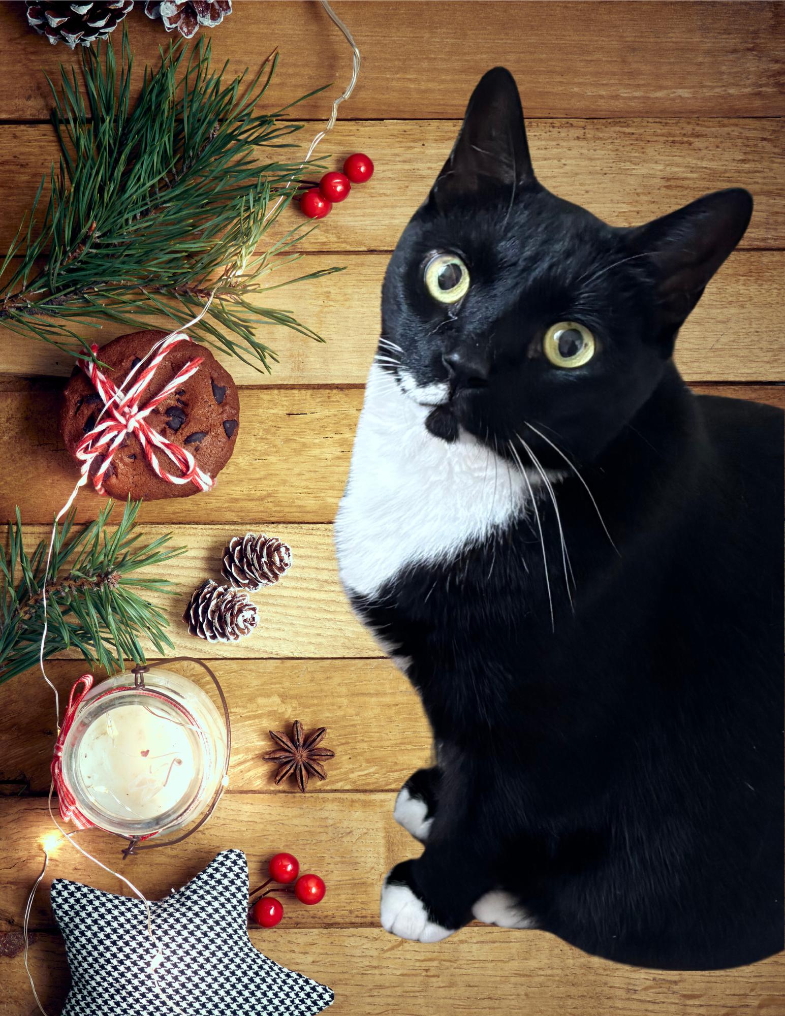 Enlarge Mickey, a Adoptable Domestic Short Hair in Queenstown, MD image 6/6